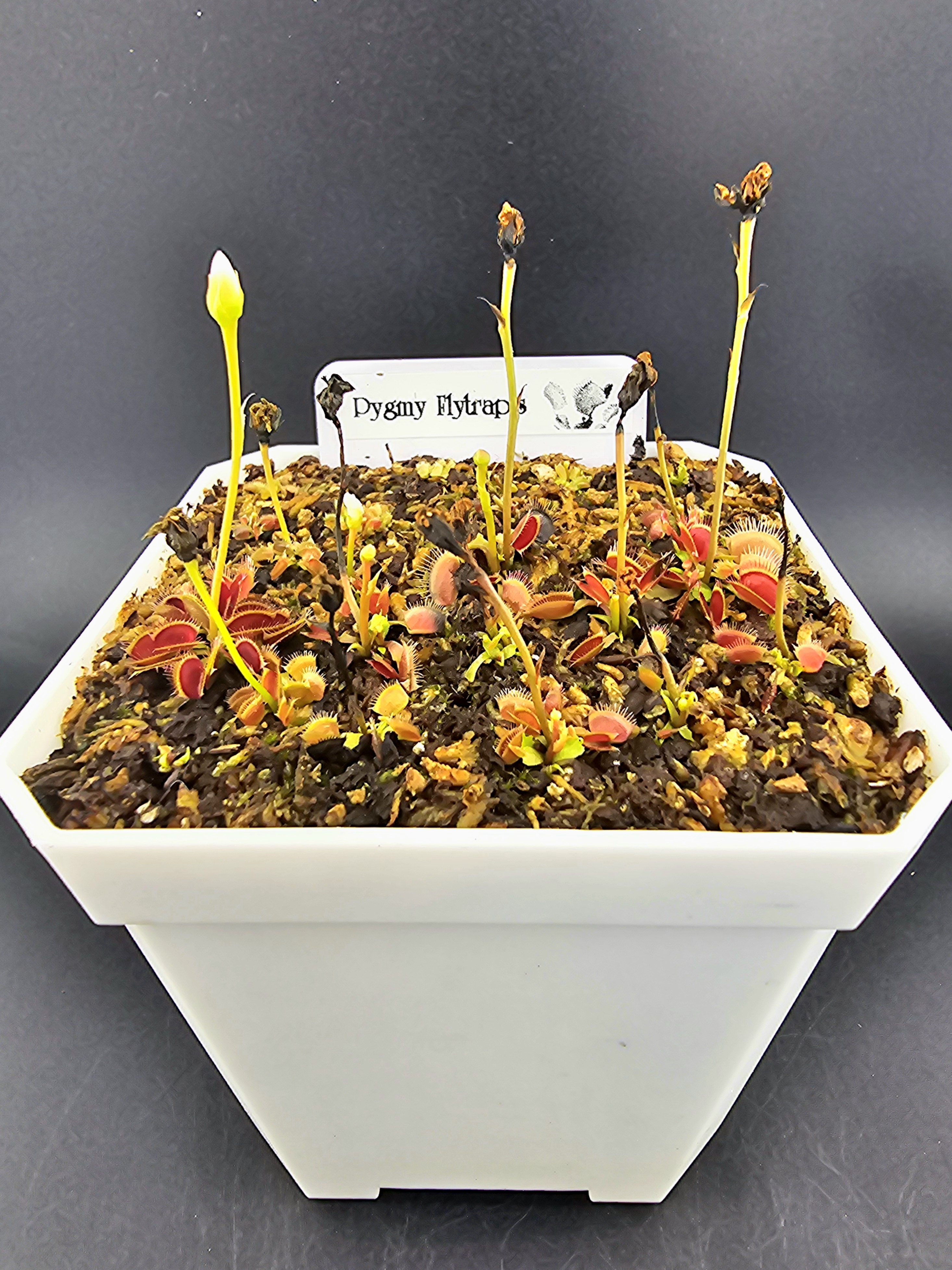Pygmy Flytrap
