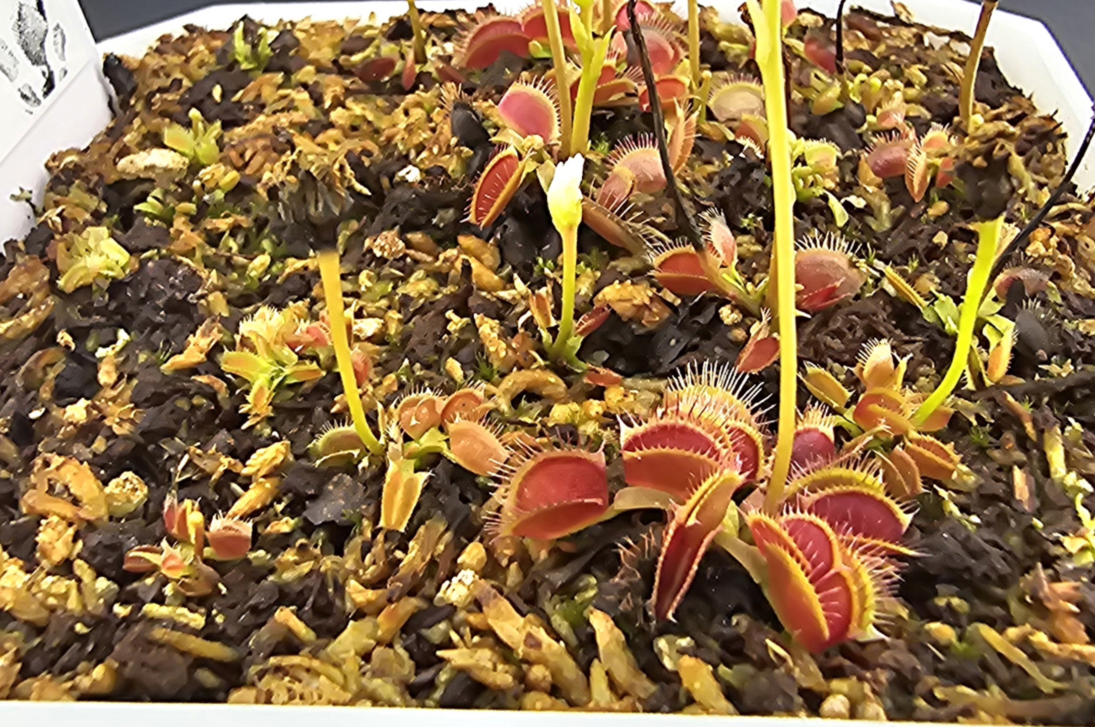 Pygmy Flytrap
