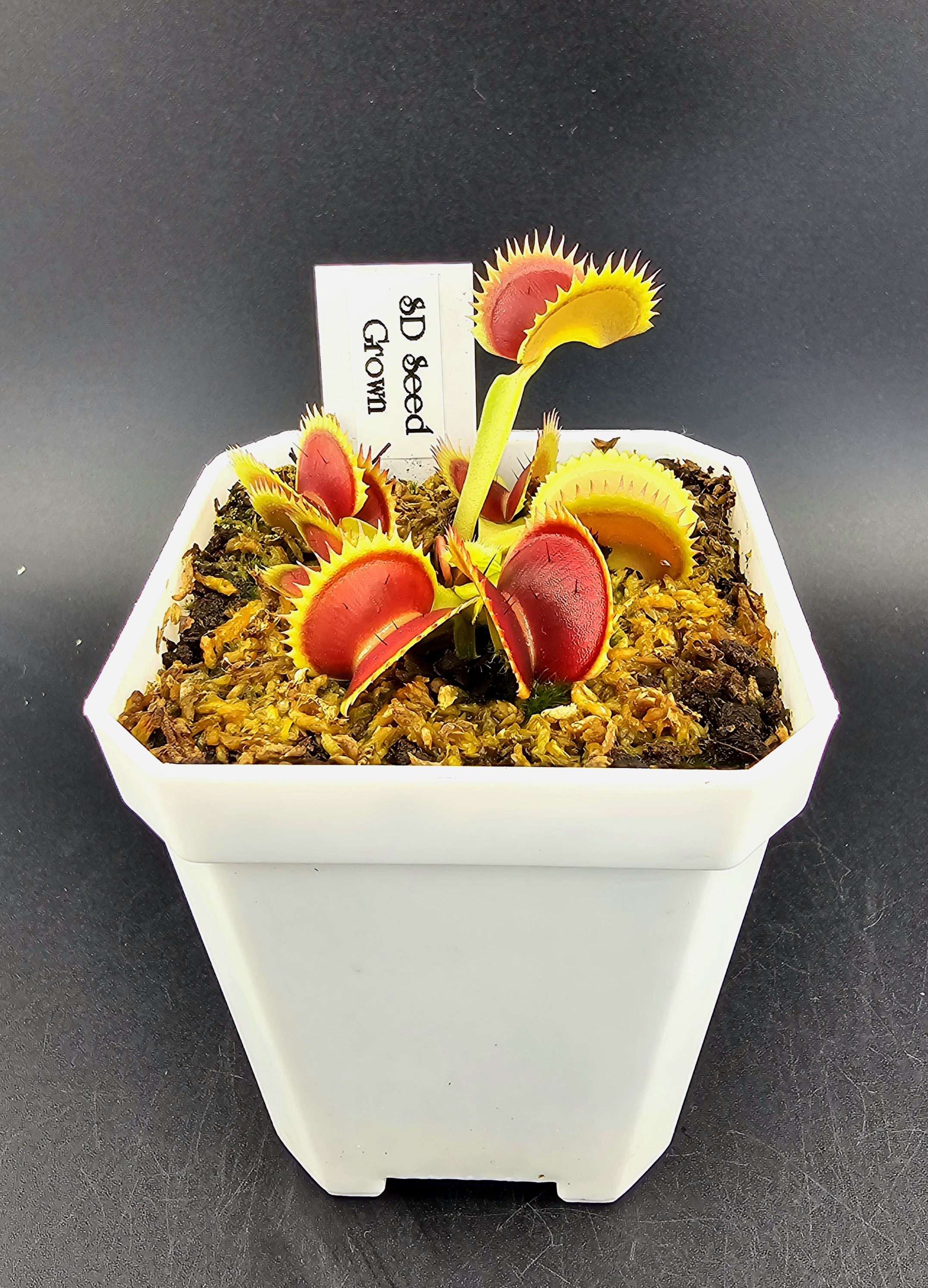 SL Seedling (Seed Grown)