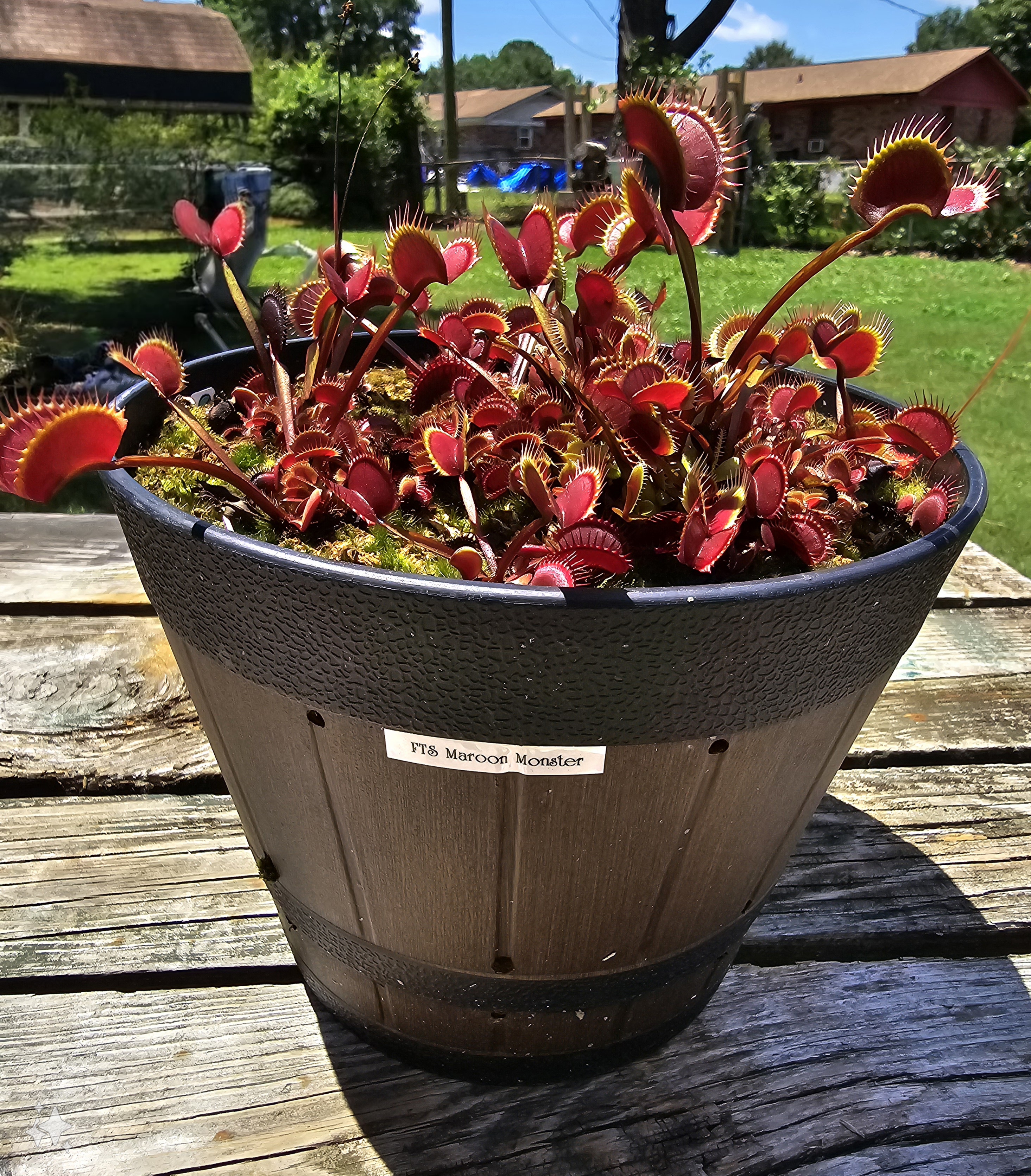 FTS Maroon Monster