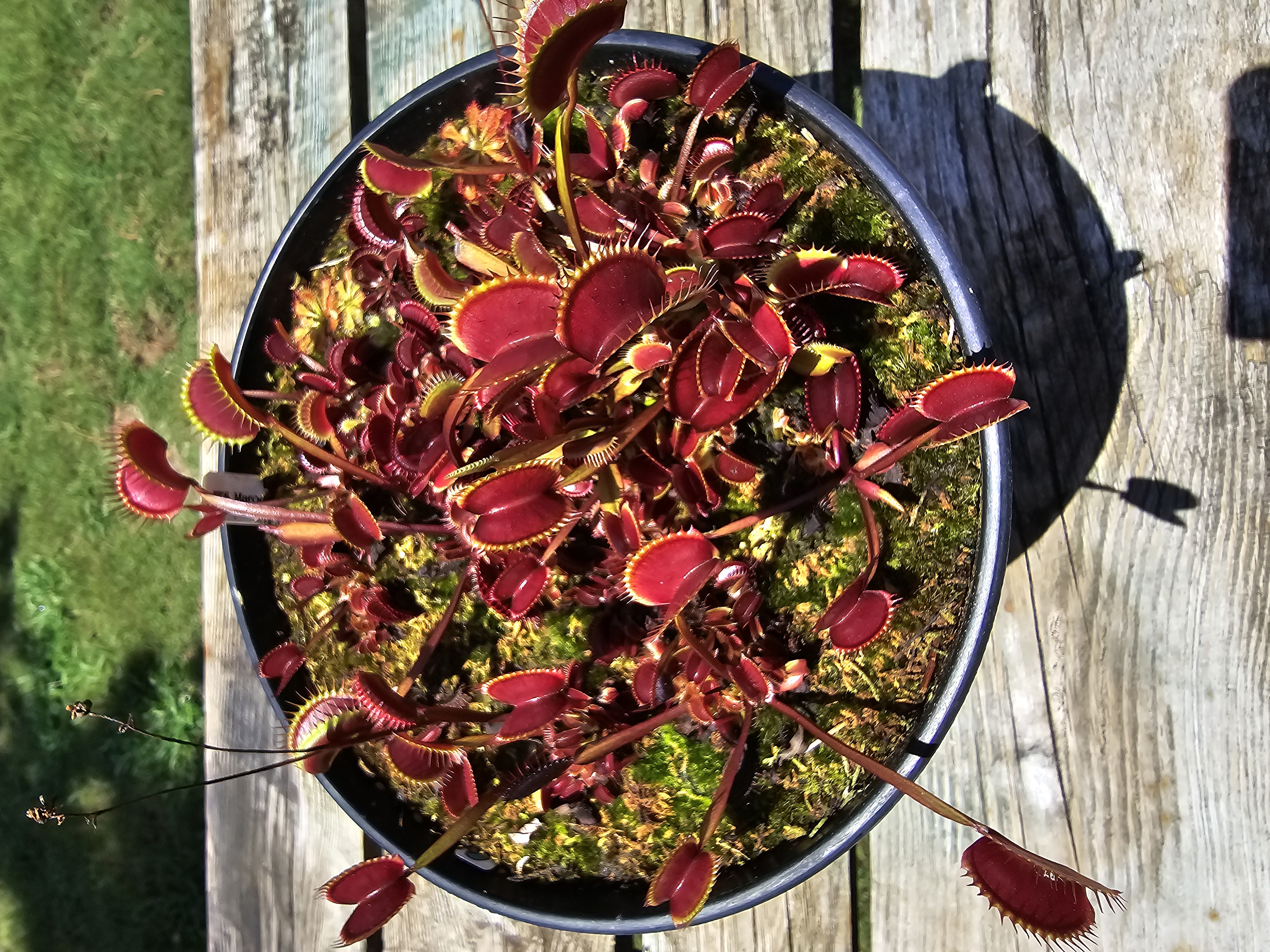 FTS Maroon Monster