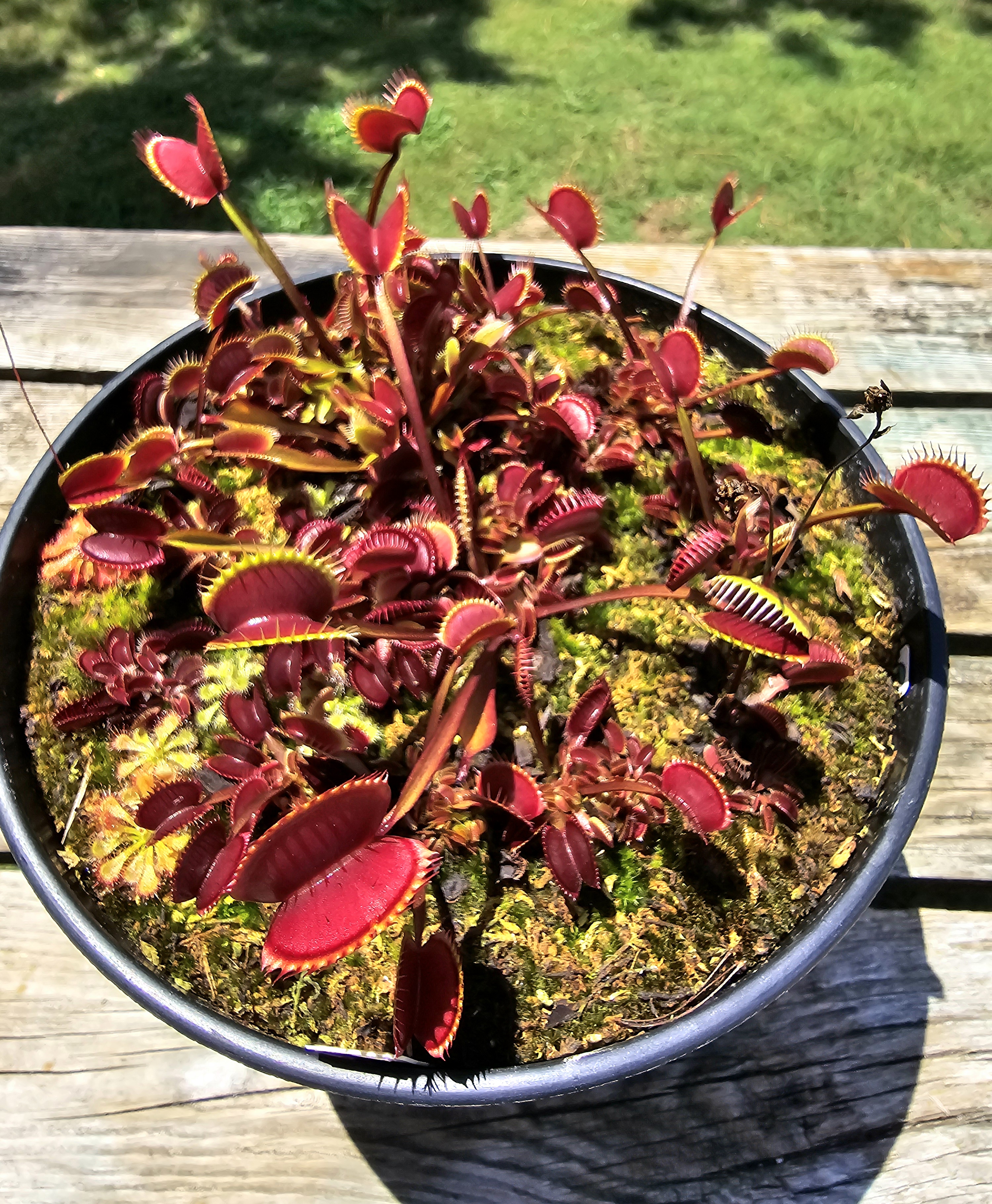 FTS Maroon Monster