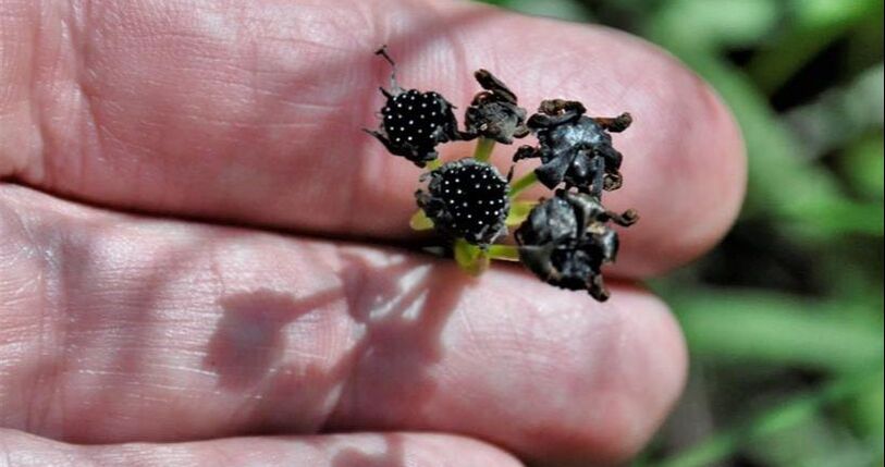 Seeds - (AFSL x Open Pollinated)