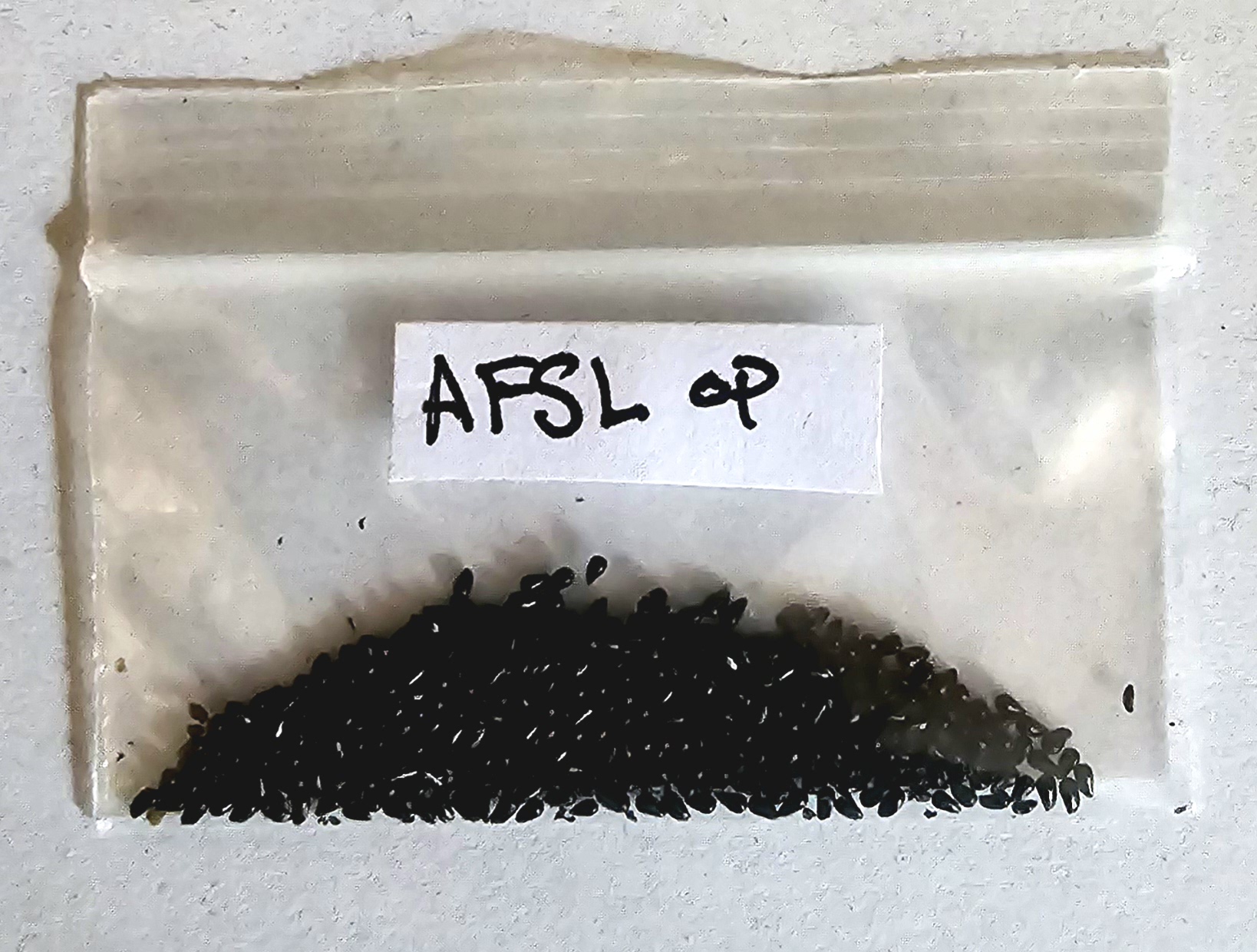 Seeds - (AFSL x Open Pollinated)