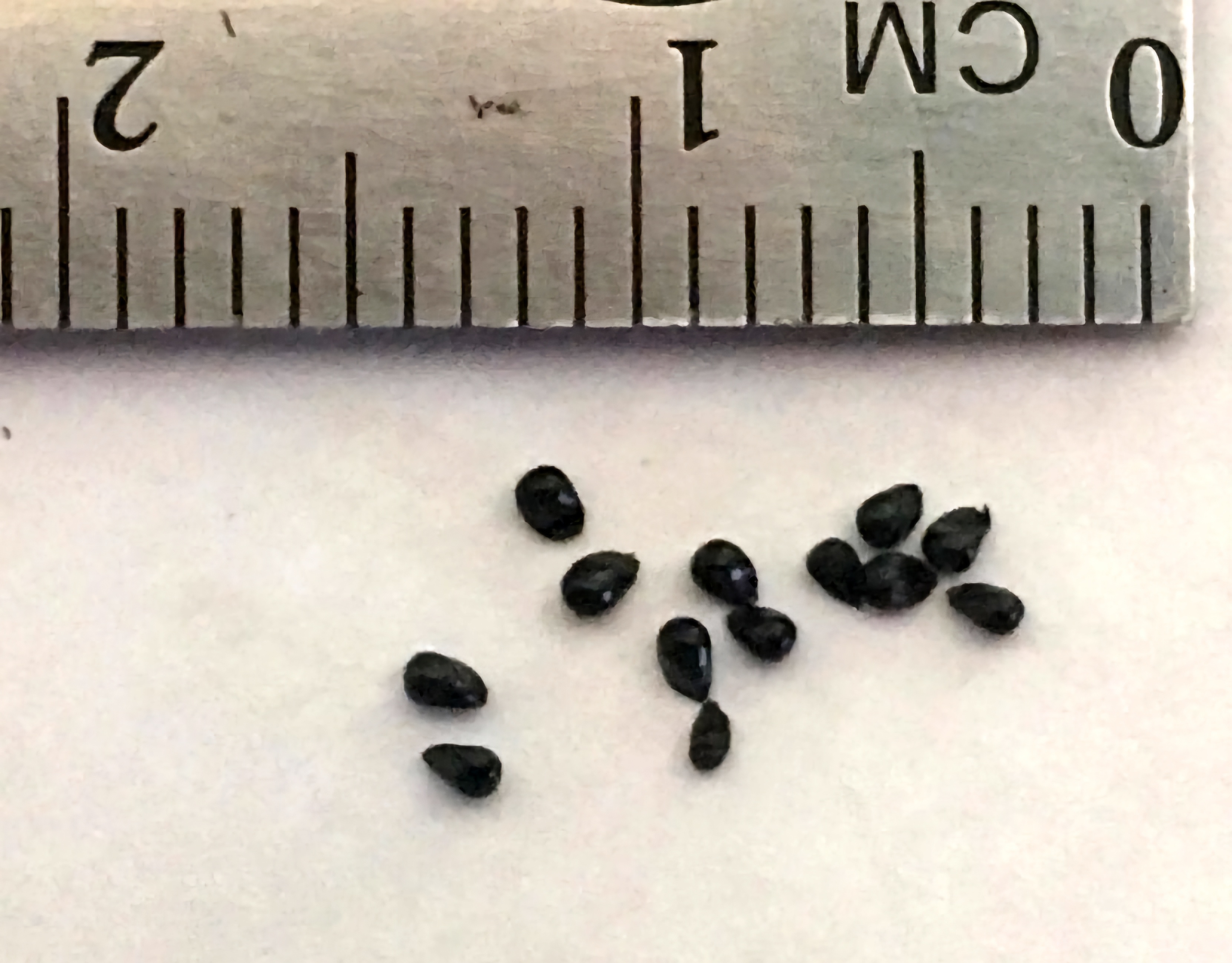 Seeds - (ARCP x Open Pollinated)