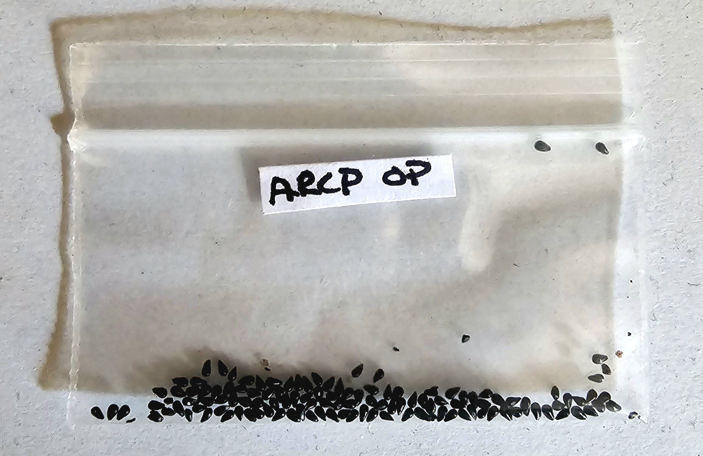 Seeds - (ARCP x Open Pollinated)