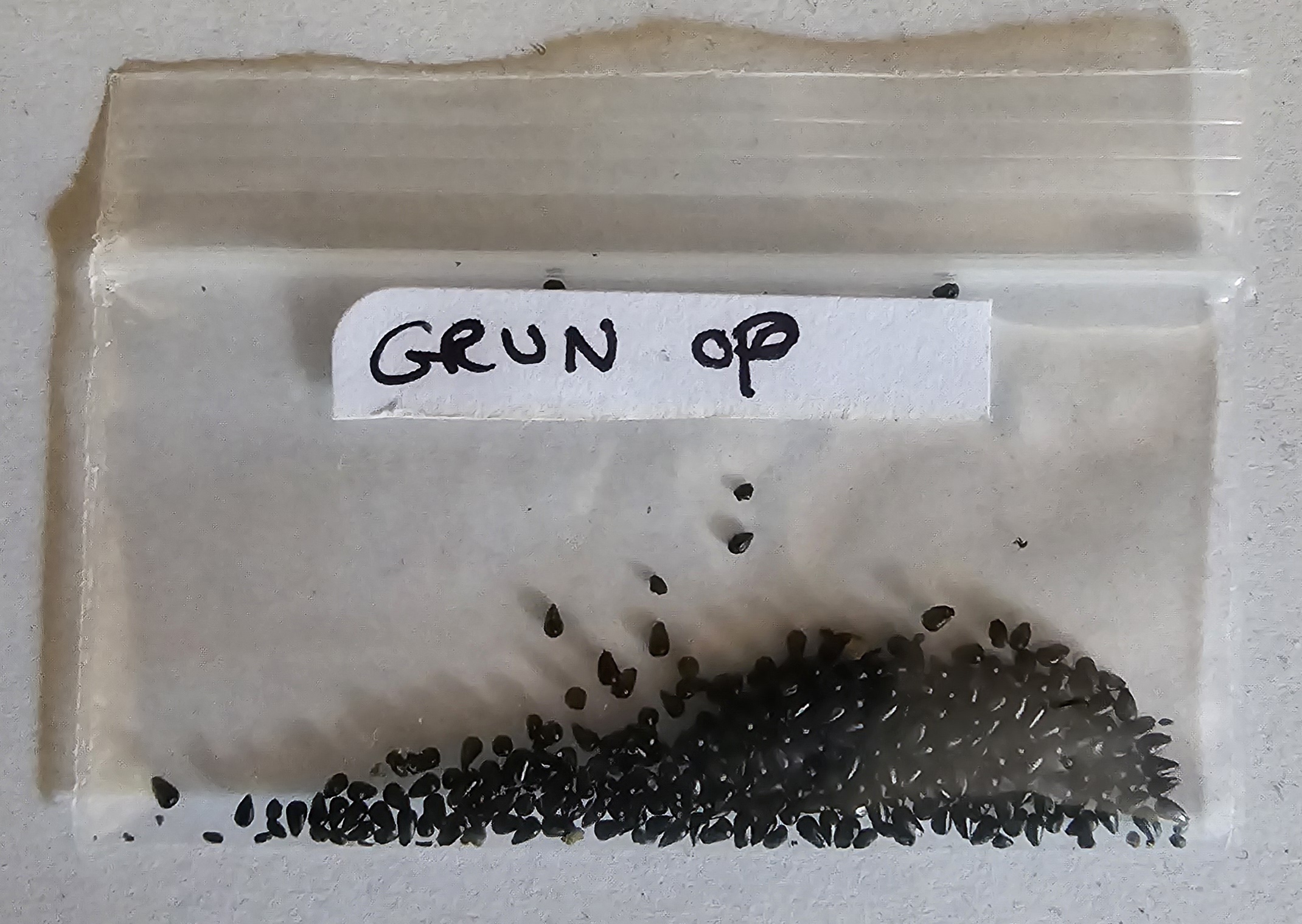 Seeds - (Grun x Open Pollinated)