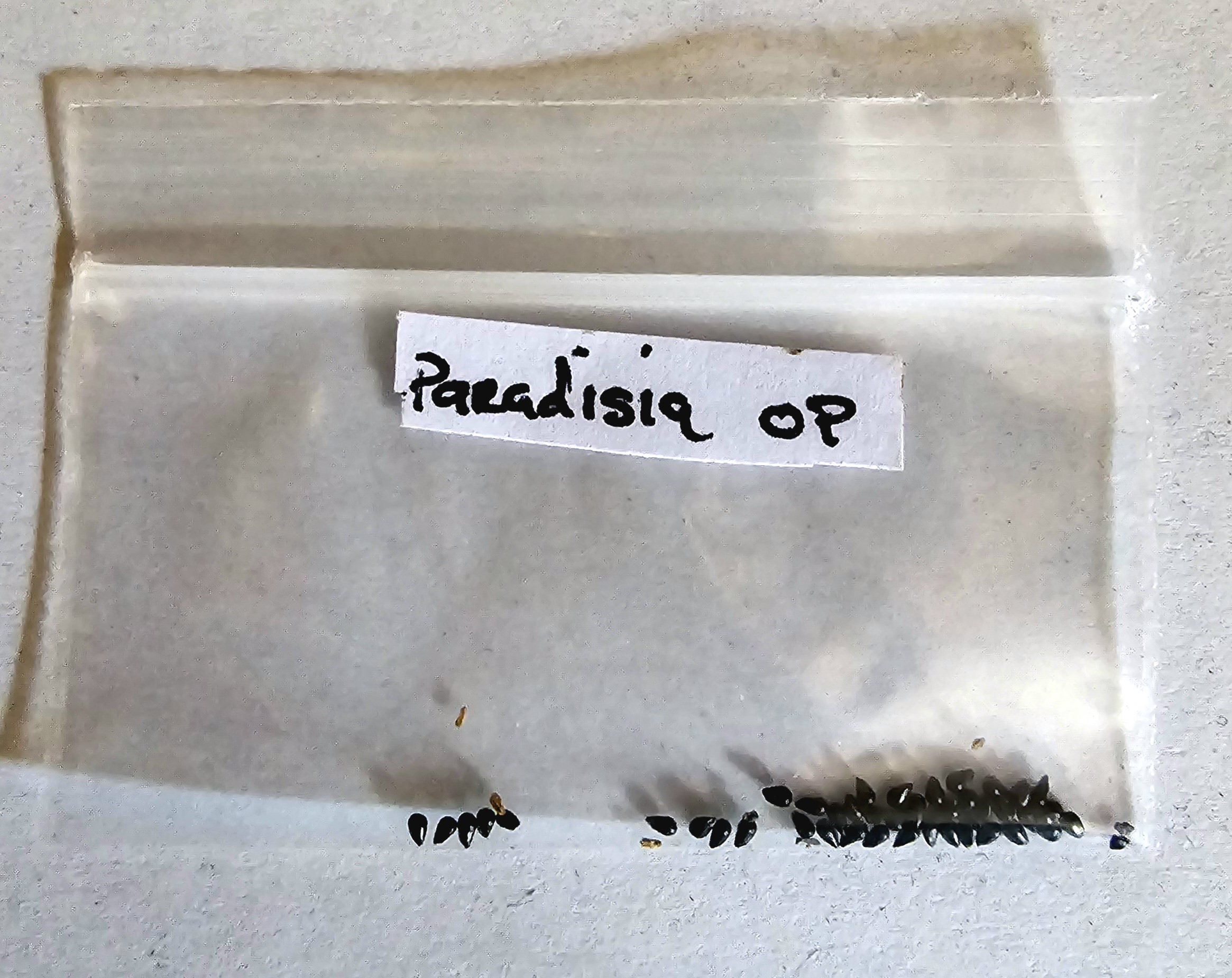 Seeds - (Paradisia x Open Pollinated)