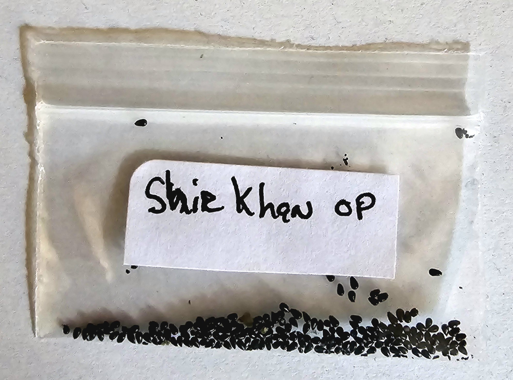 Seeds - (Shir Khan x Open Pollinated)