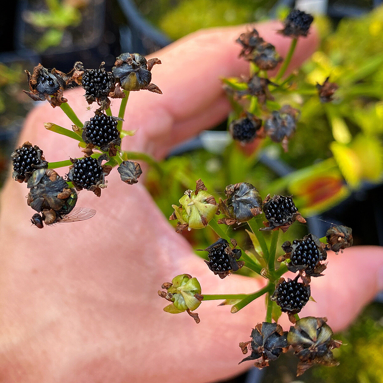 Seeds - (Typical x Open Pollinated)