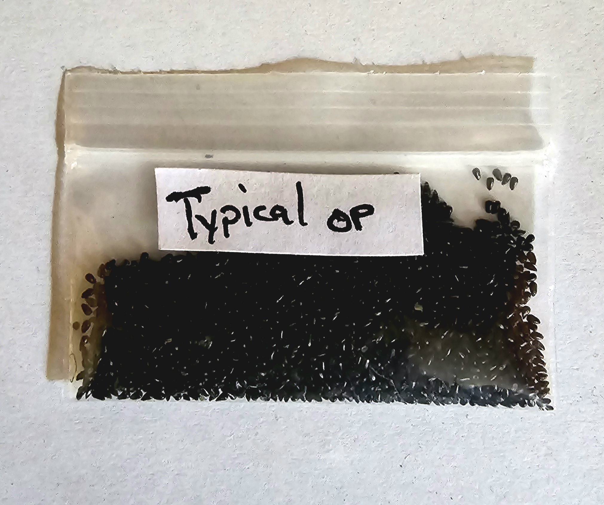 Seeds - (Typical x Open Pollinated)
