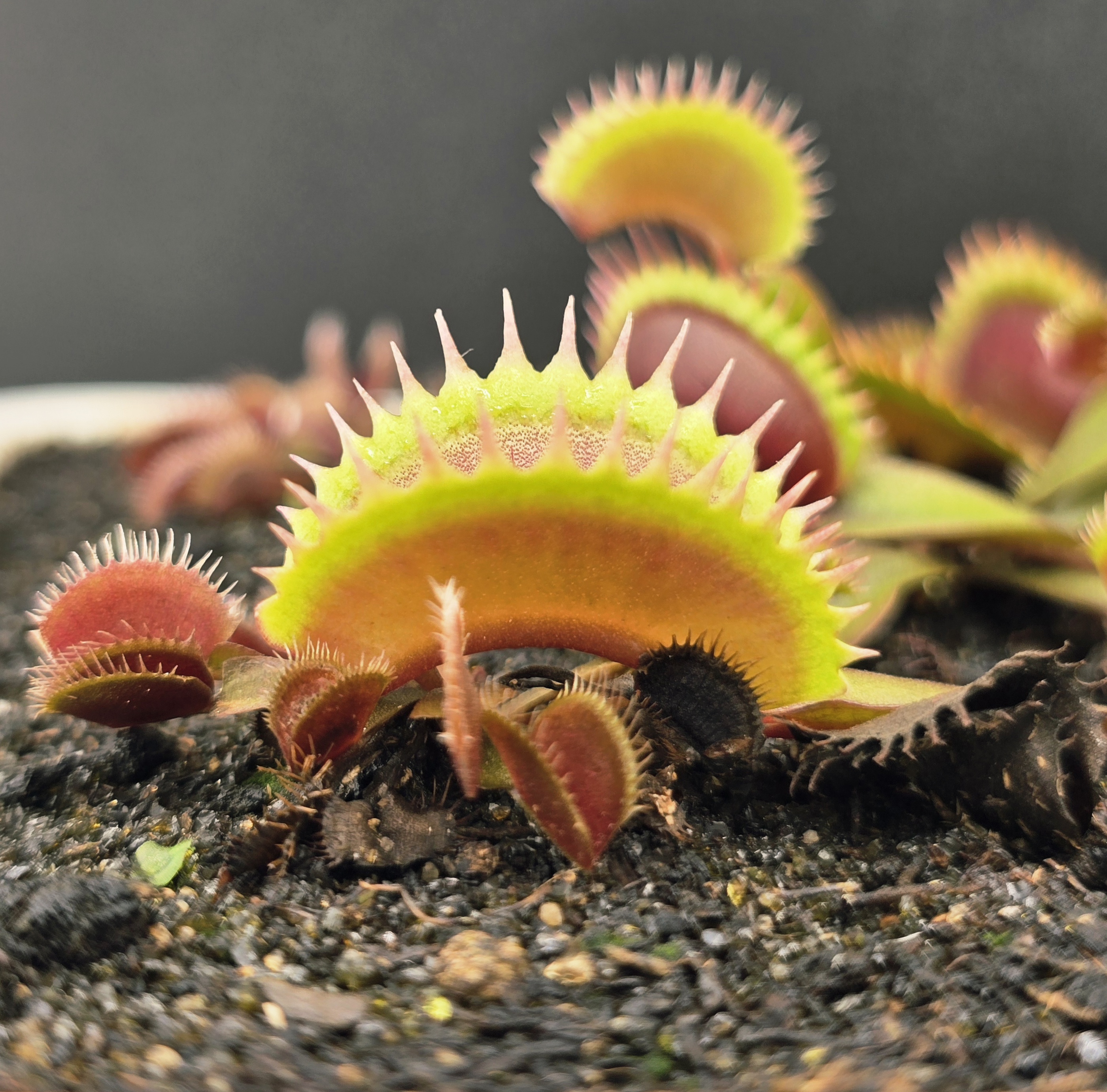 Red Shark Teeth