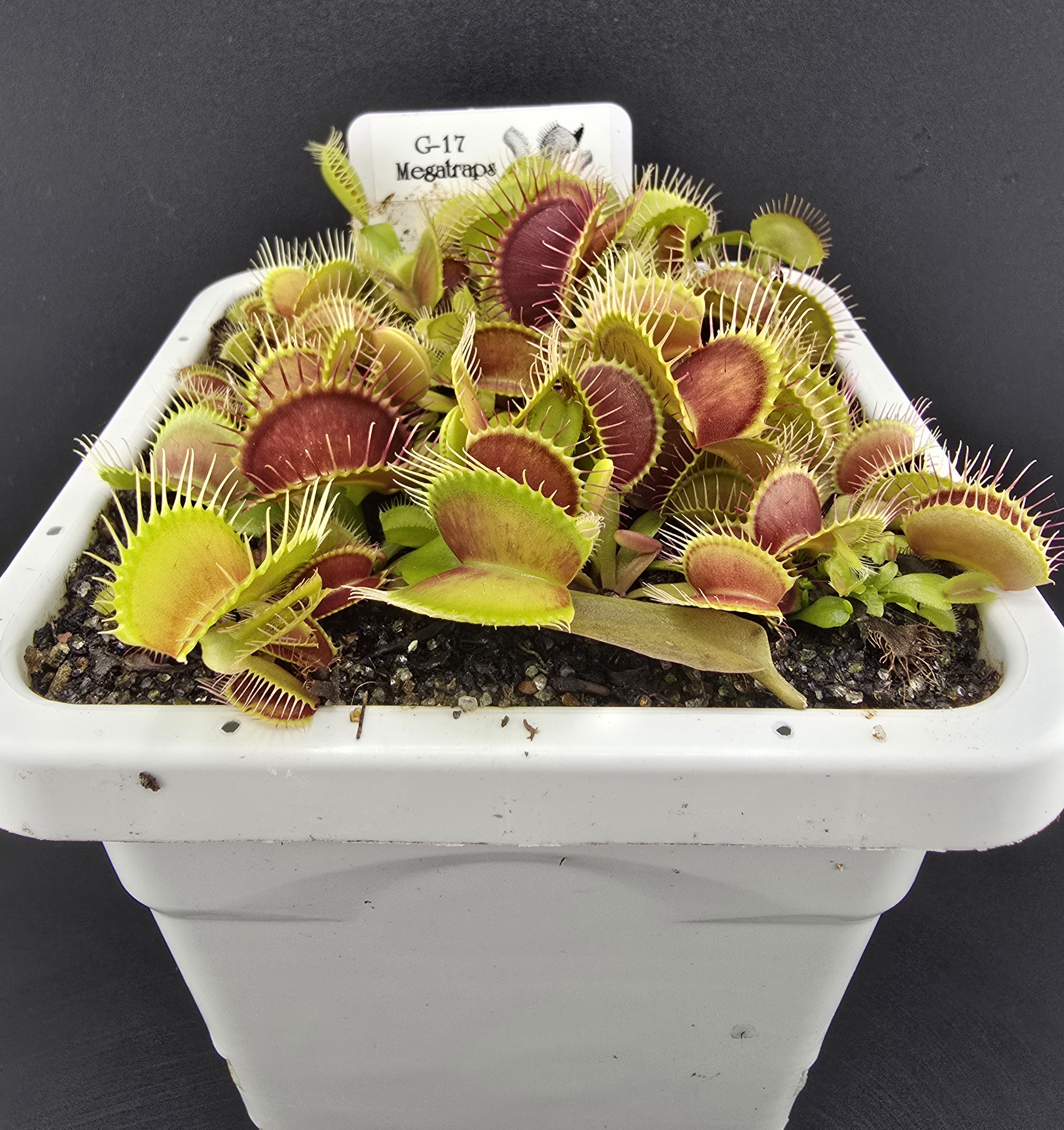 G-17 Megatraps