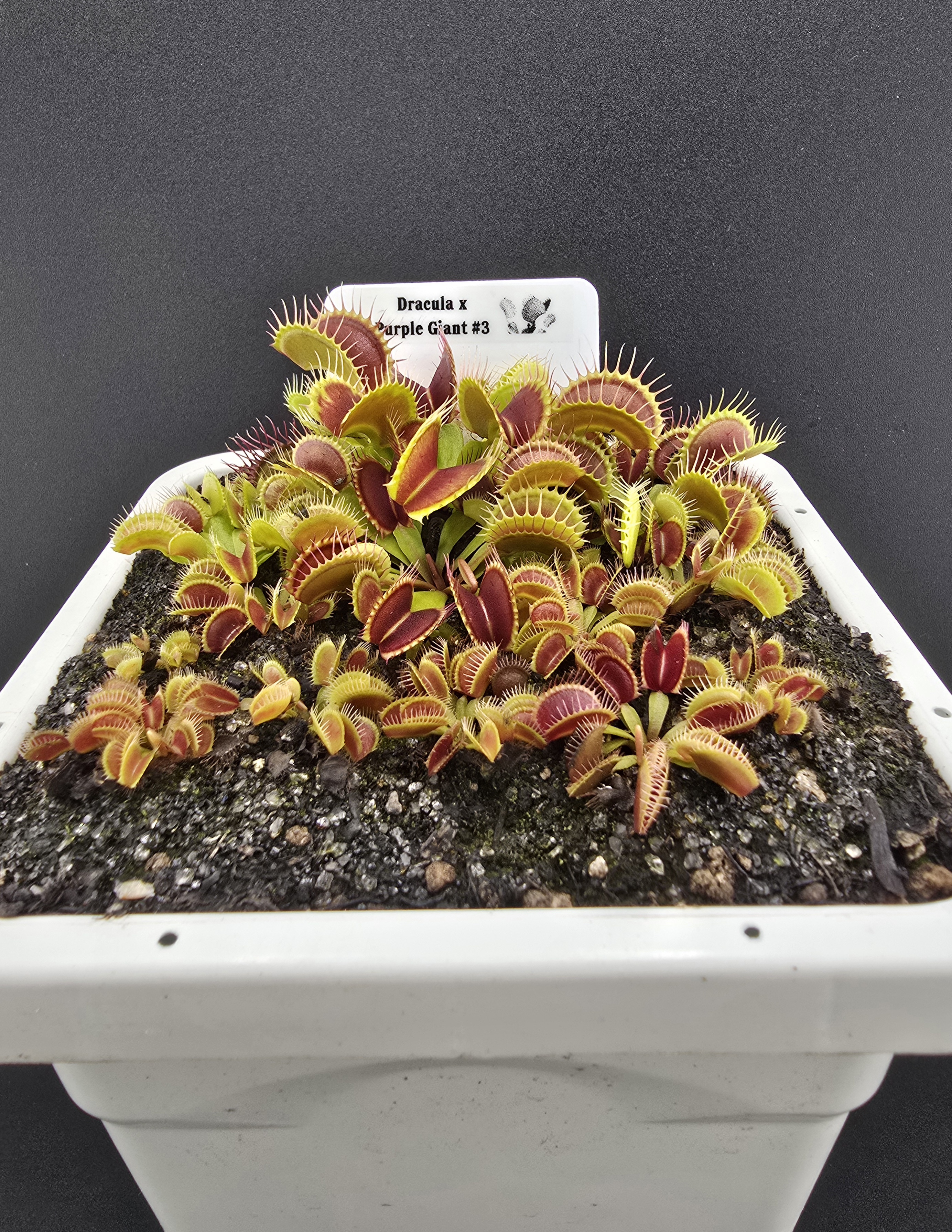 Dracula x Purple Giant #3