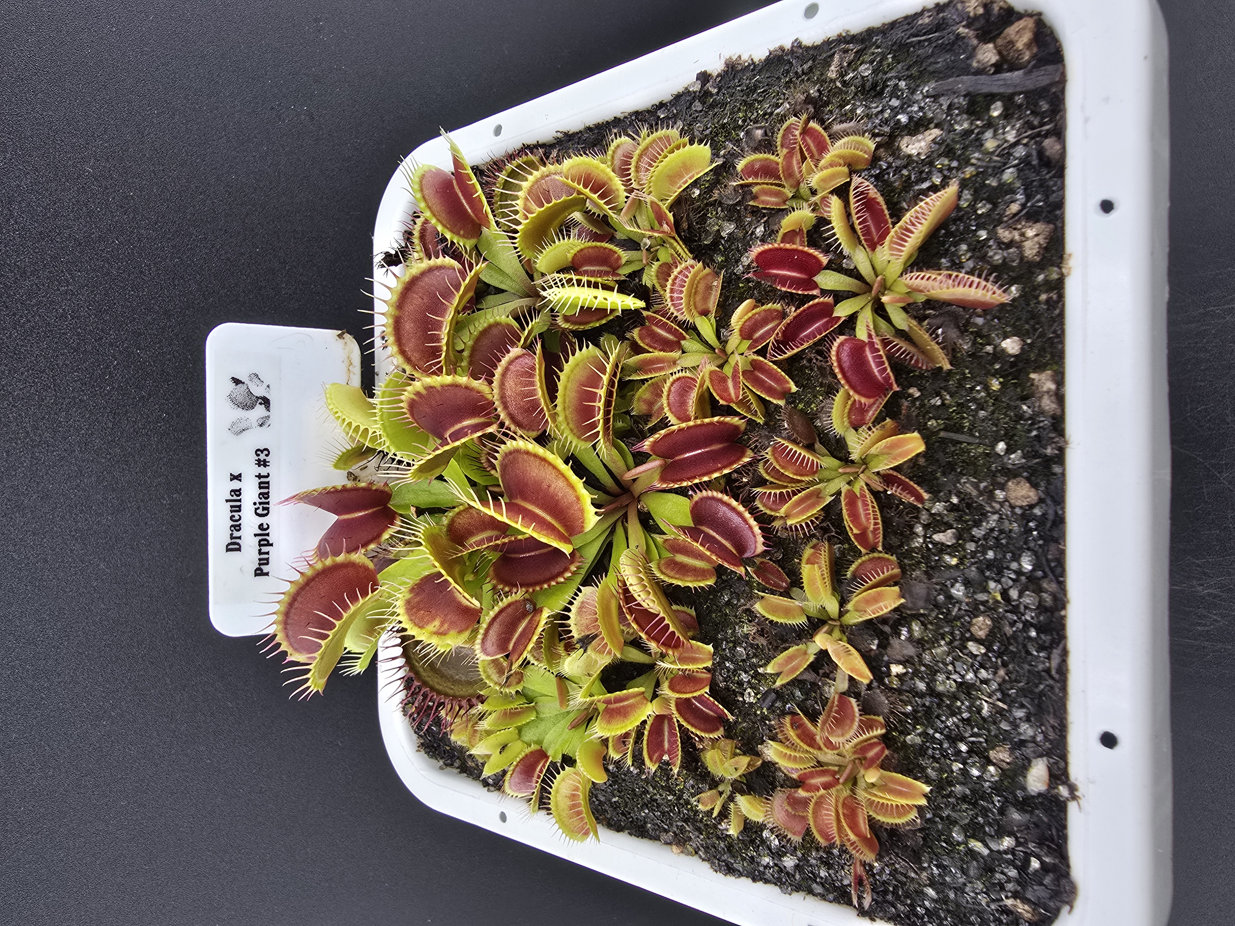 Dracula x Purple Giant #3