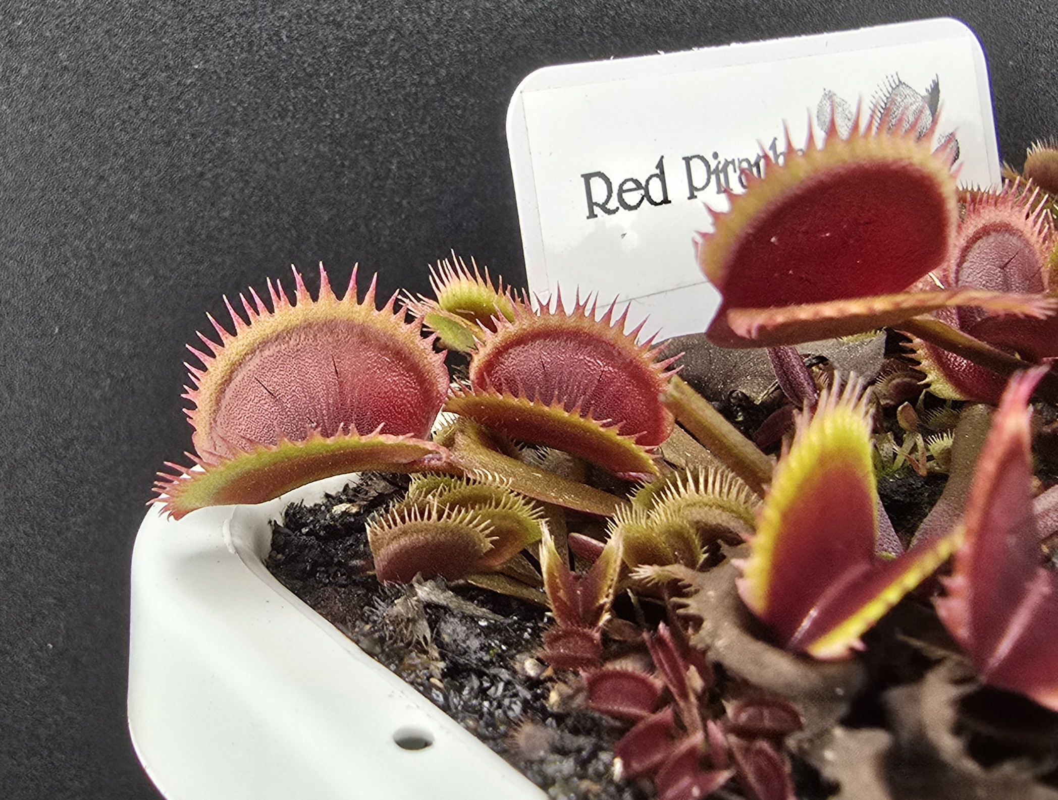 Red Piranha