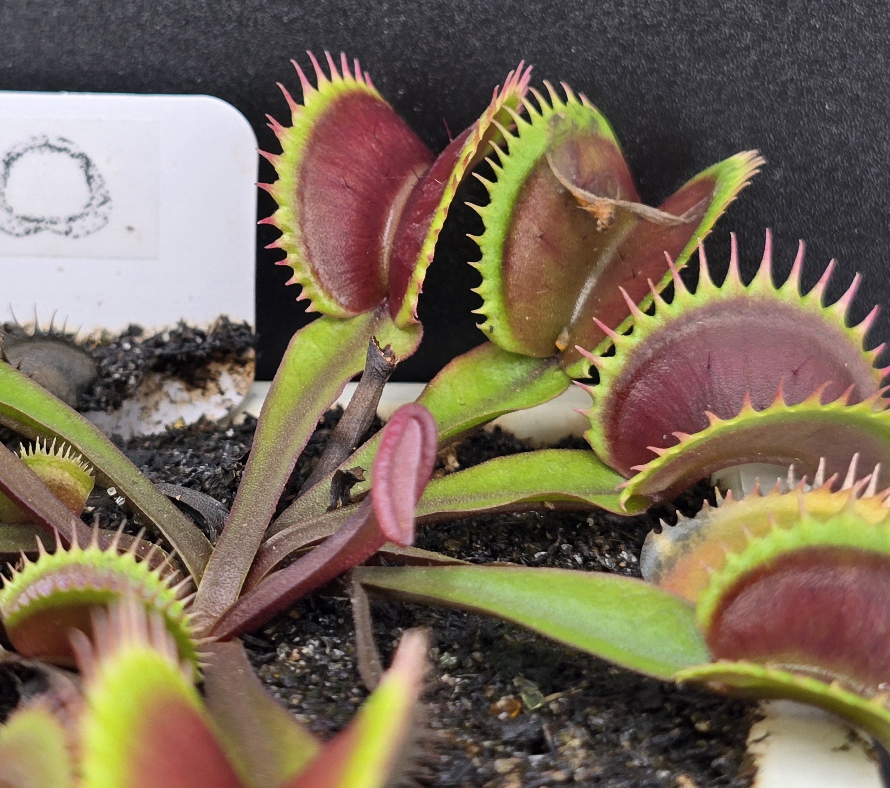 Red Shark Teeth