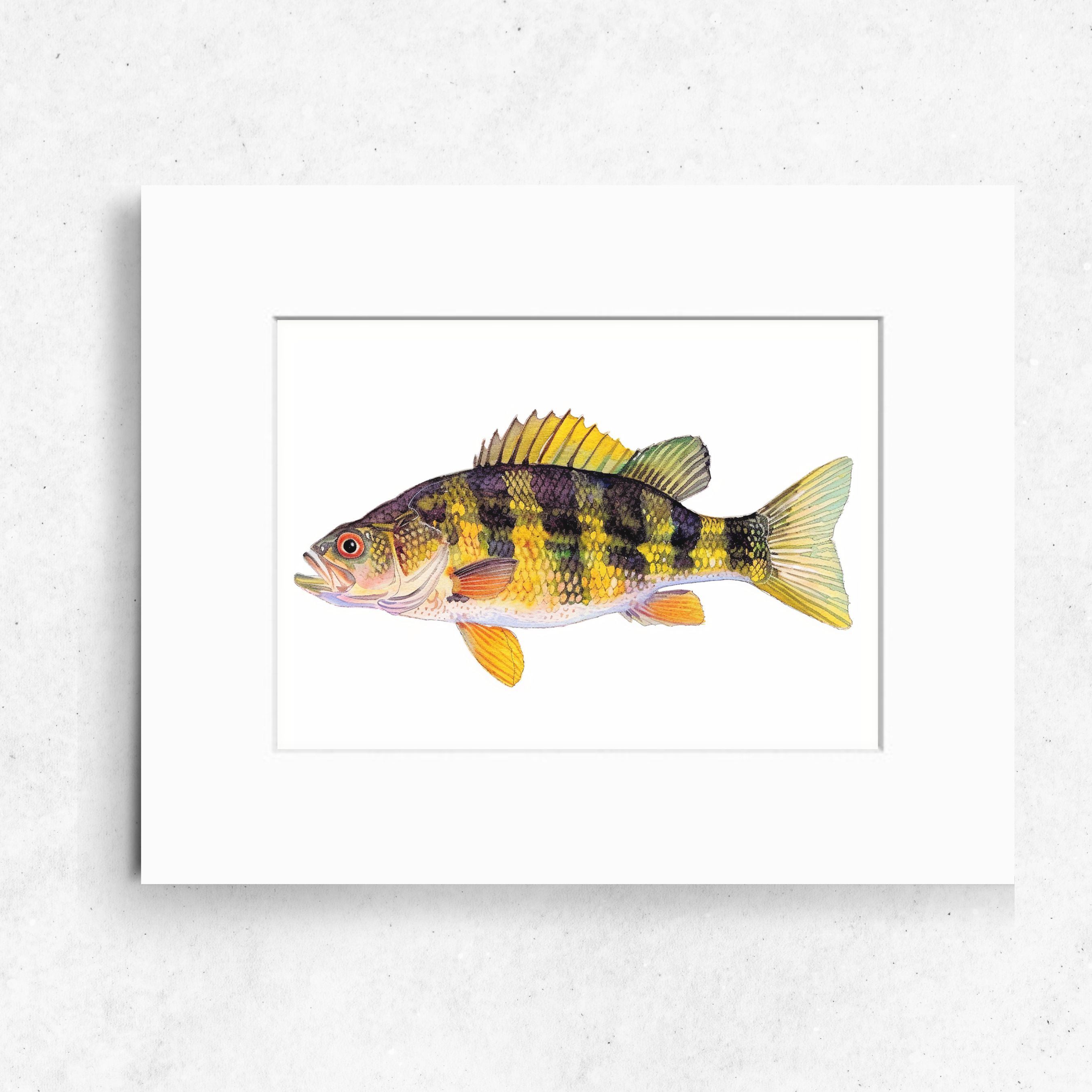 Yellow Perch Art Print, Vivid Freshwater Fish, Ideal for Anglers, High Quality Art Print, Watercolor Wildlife Painting, Original Art