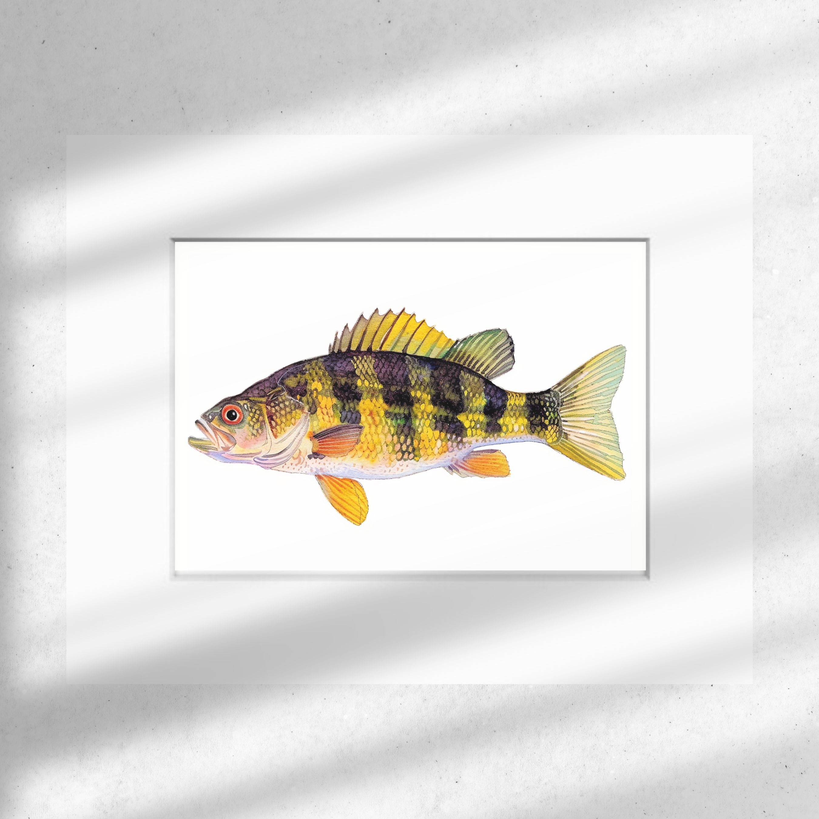 Yellow Perch Art Print, Vivid Freshwater Fish, Ideal for Anglers, High Quality Art Print, Watercolor Wildlife Painting, Original Art