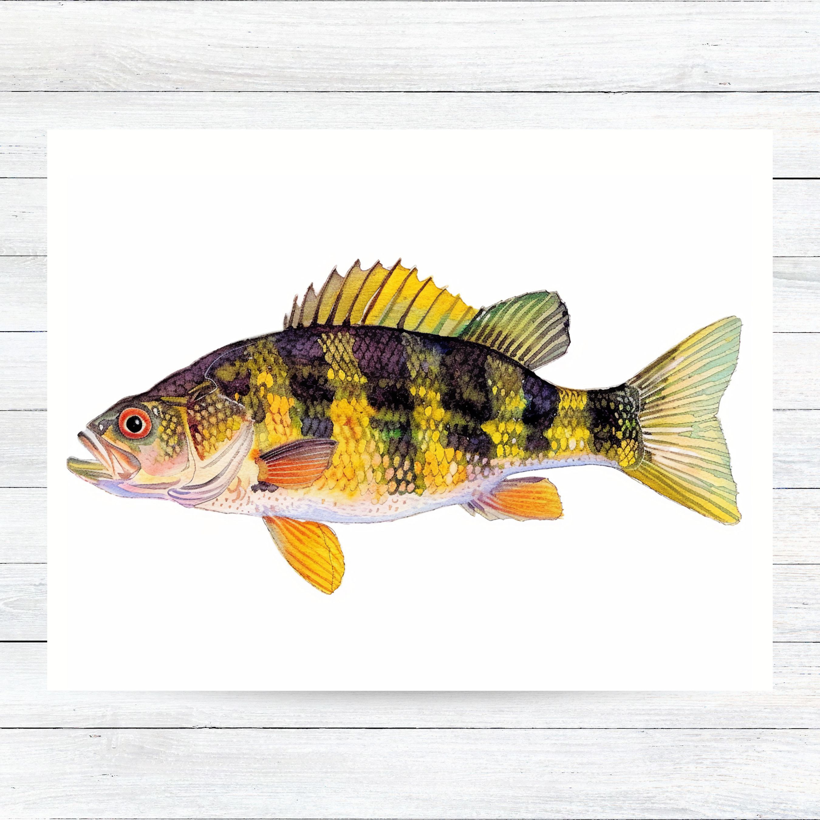 Freshwater Delight Yellow Perch, Vibrant Fish Greeting Card, Perfect for Anglers and Nature Lovers, Note Card, All Occasion, Birthday Card, Invitations