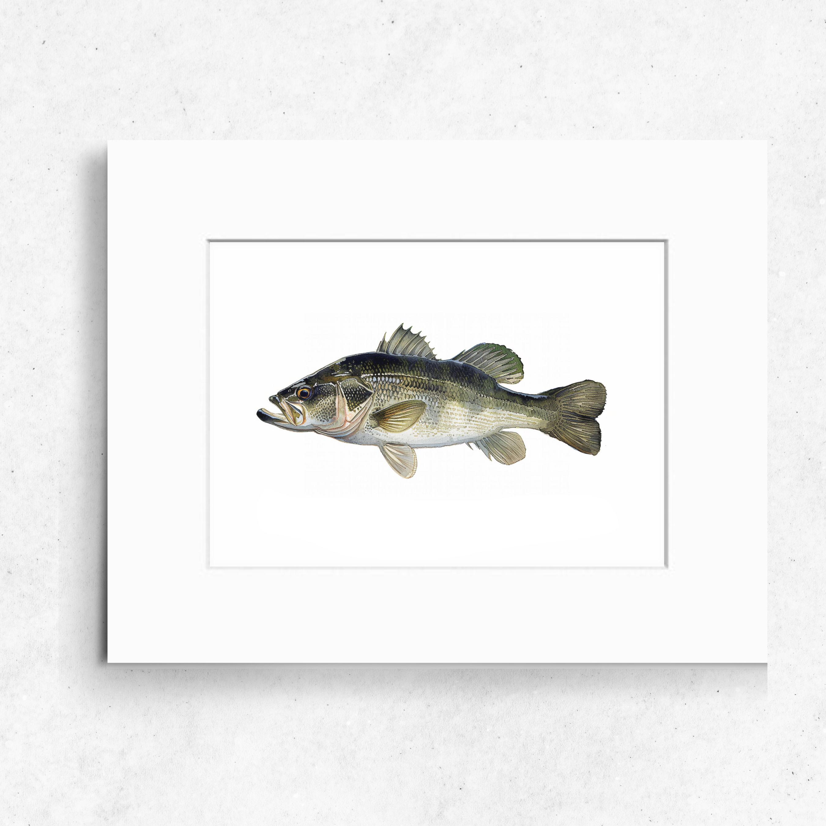Micropterus Black Bass Watercolor Art Print, Fly Fishing Fish Wall Decor, High Quality Art Print Watercolor Wildlife Painting, Original Art