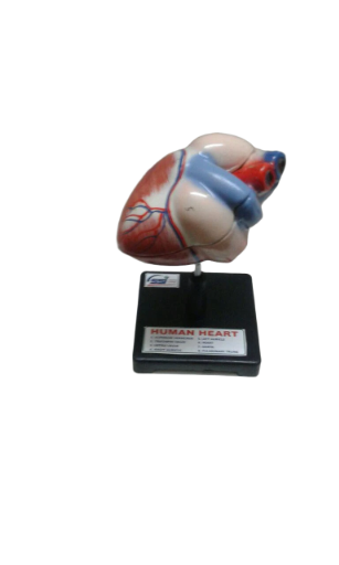 Human Heart Model