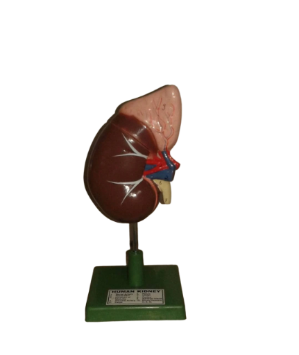 Human Kidney Model