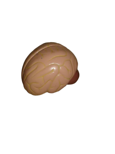 Anatomical Brain Model