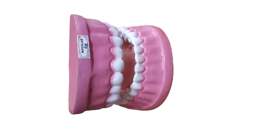 Human teeth model