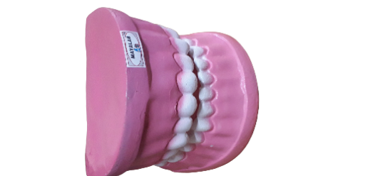 Human teeth model 