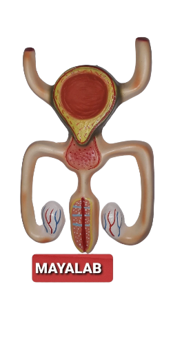 human organ model