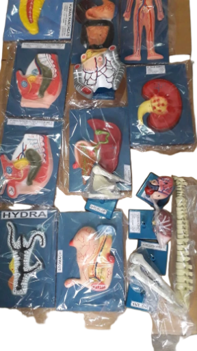 HUMAN BODY PARTS MODEL