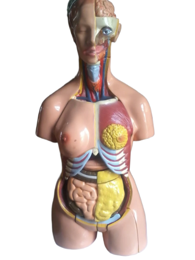 HUMAN ANTOMICAL MODEL