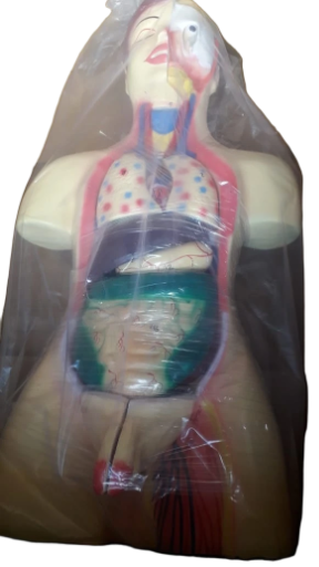 HUMAN ANTOMICAL MODEL
