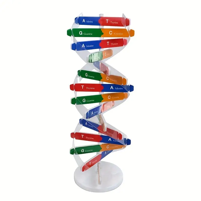 Machetă 3D - helix ADN