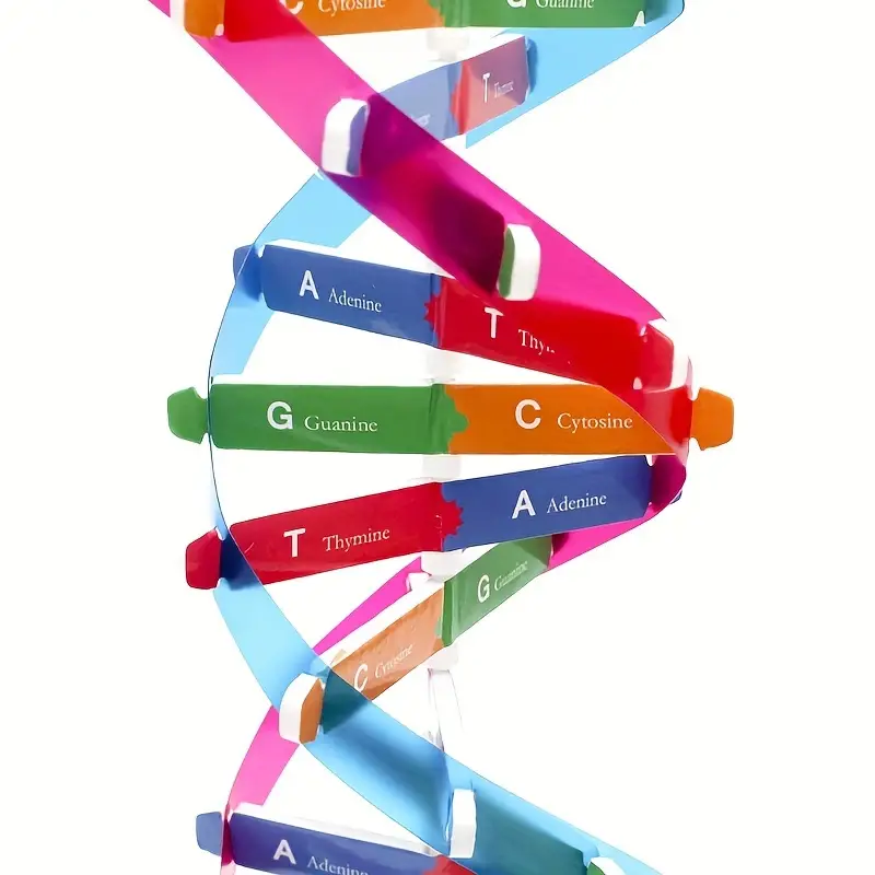 Machetă 3D - helix ADN