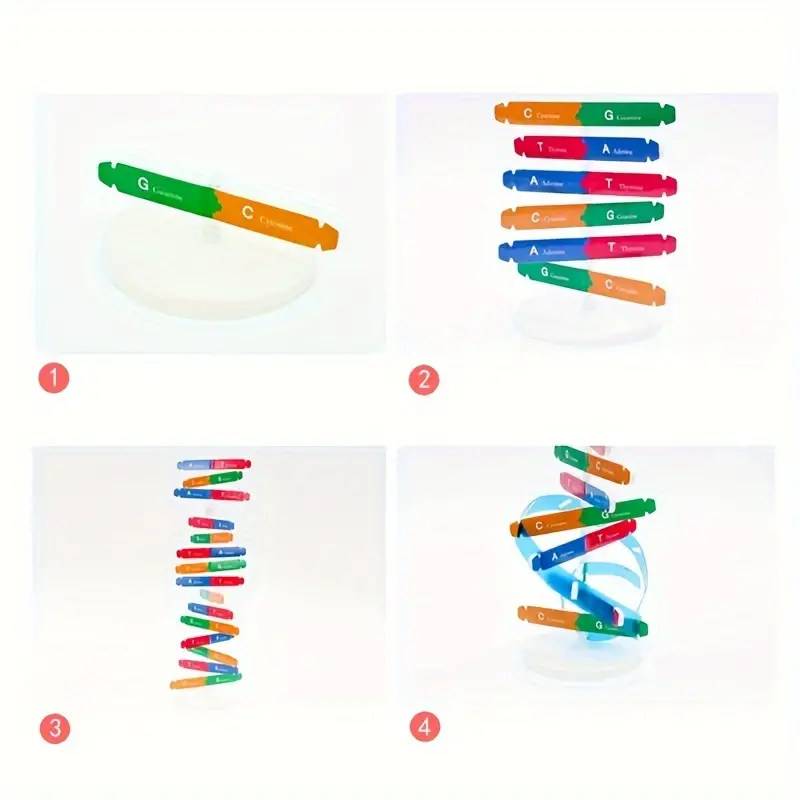 Machetă 3D - helix ADN