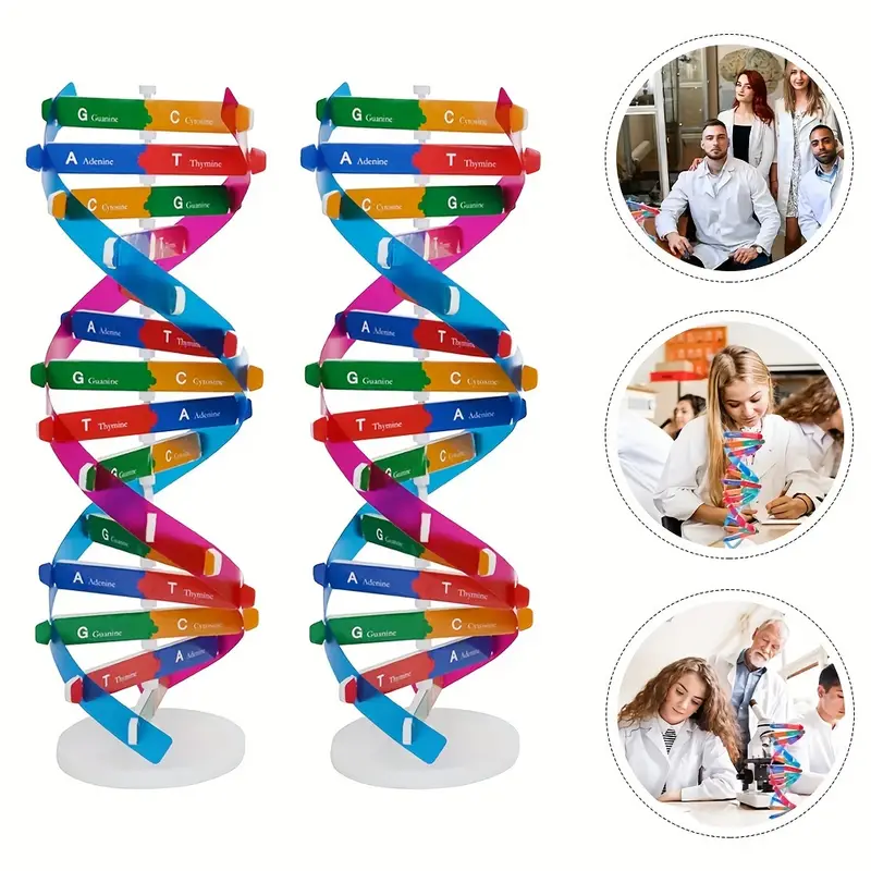 Machetă 3D - helix ADN