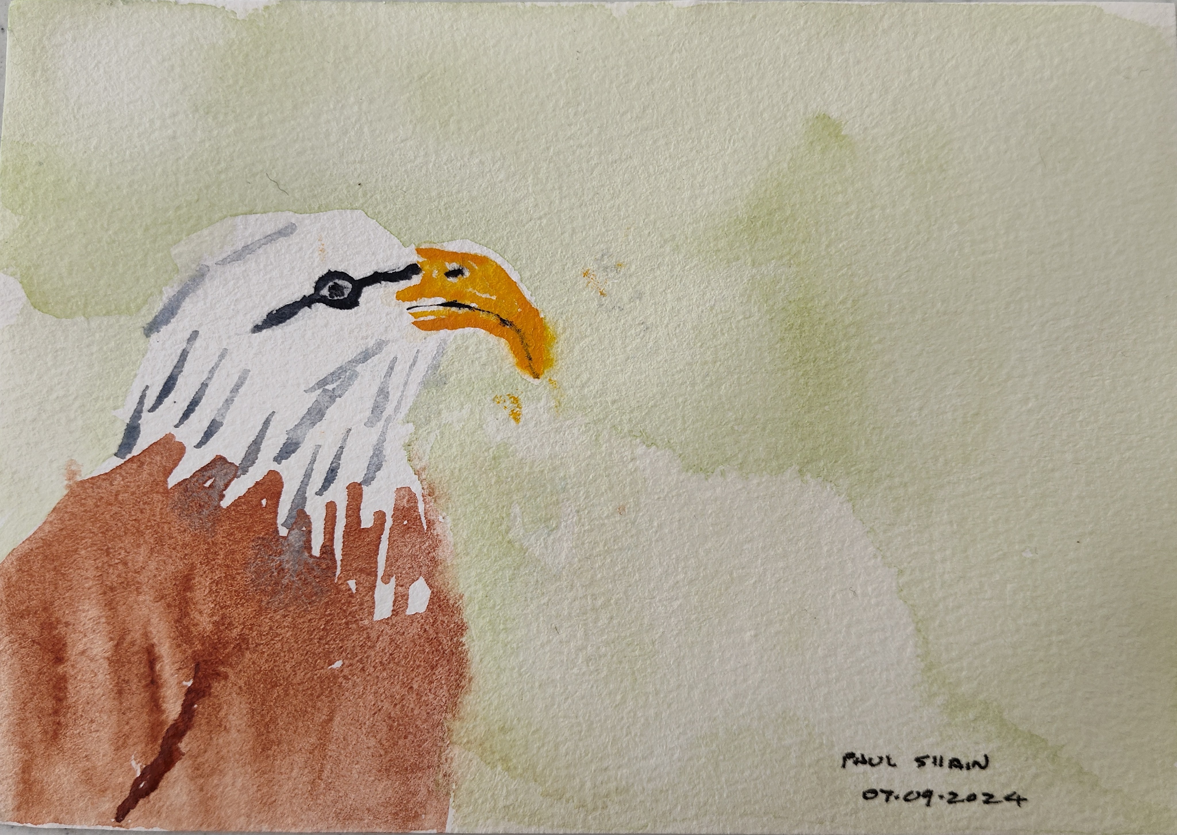 Bald Eagle