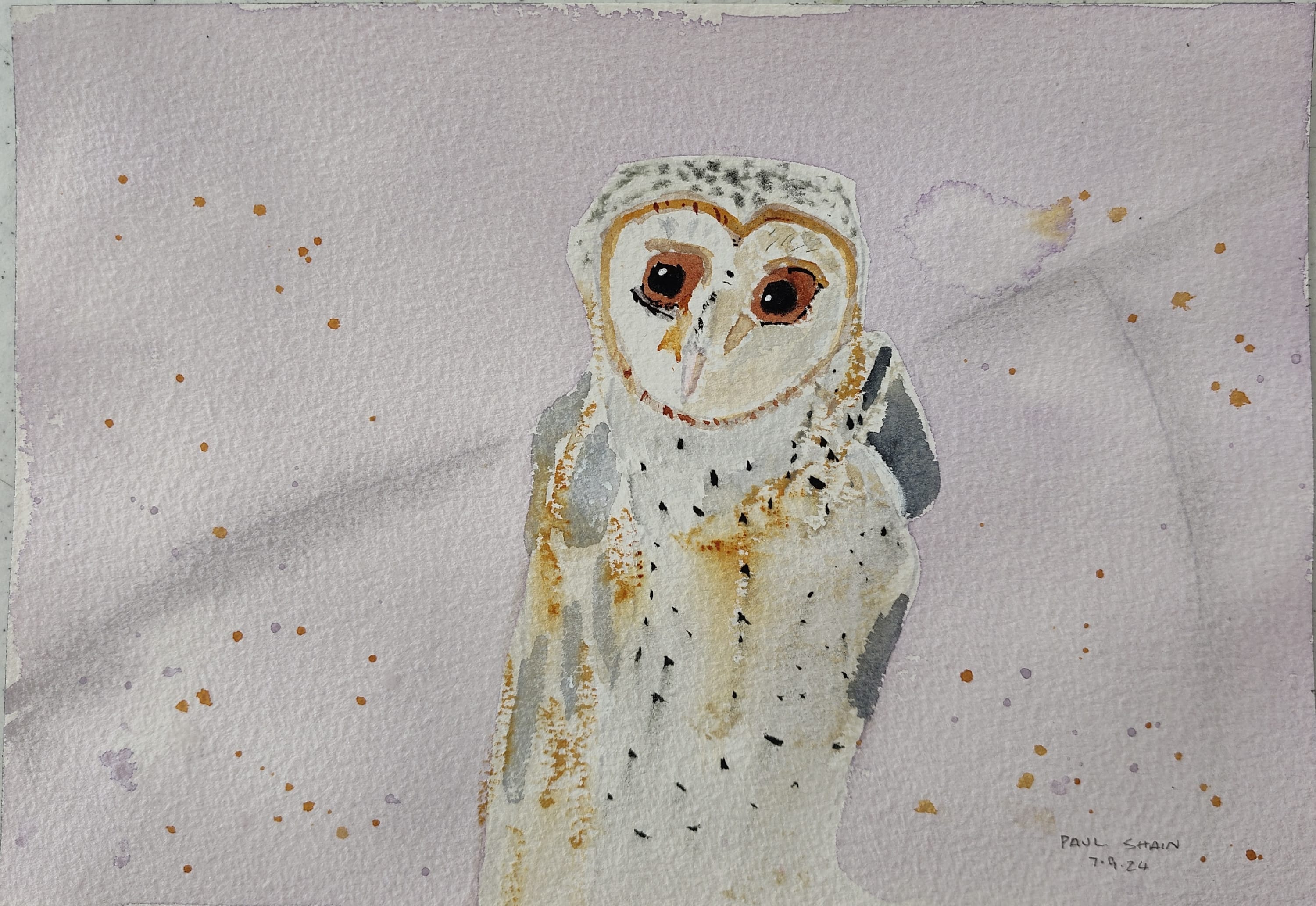 Barn Owl