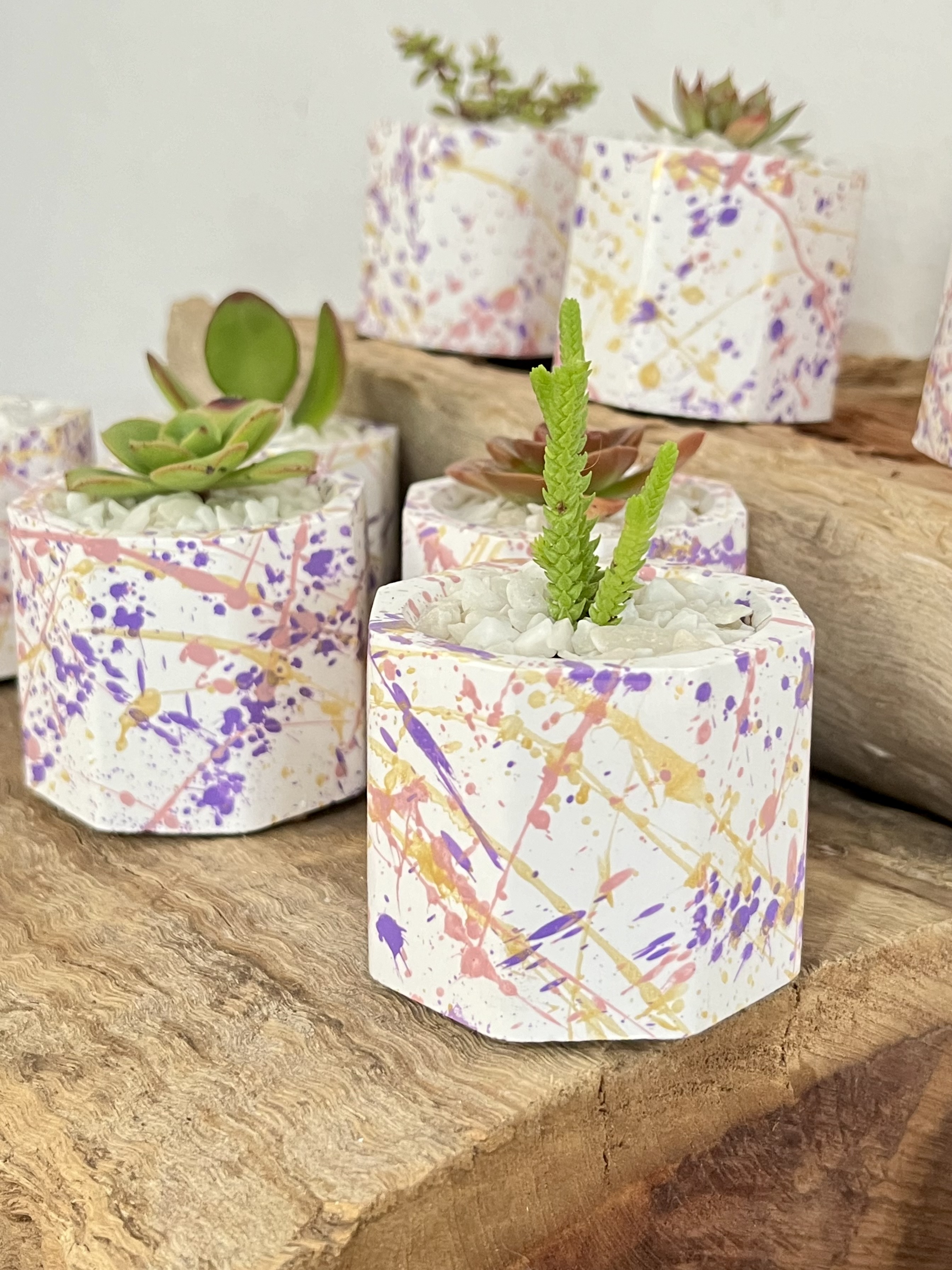 Mini con suculentas (splatter)