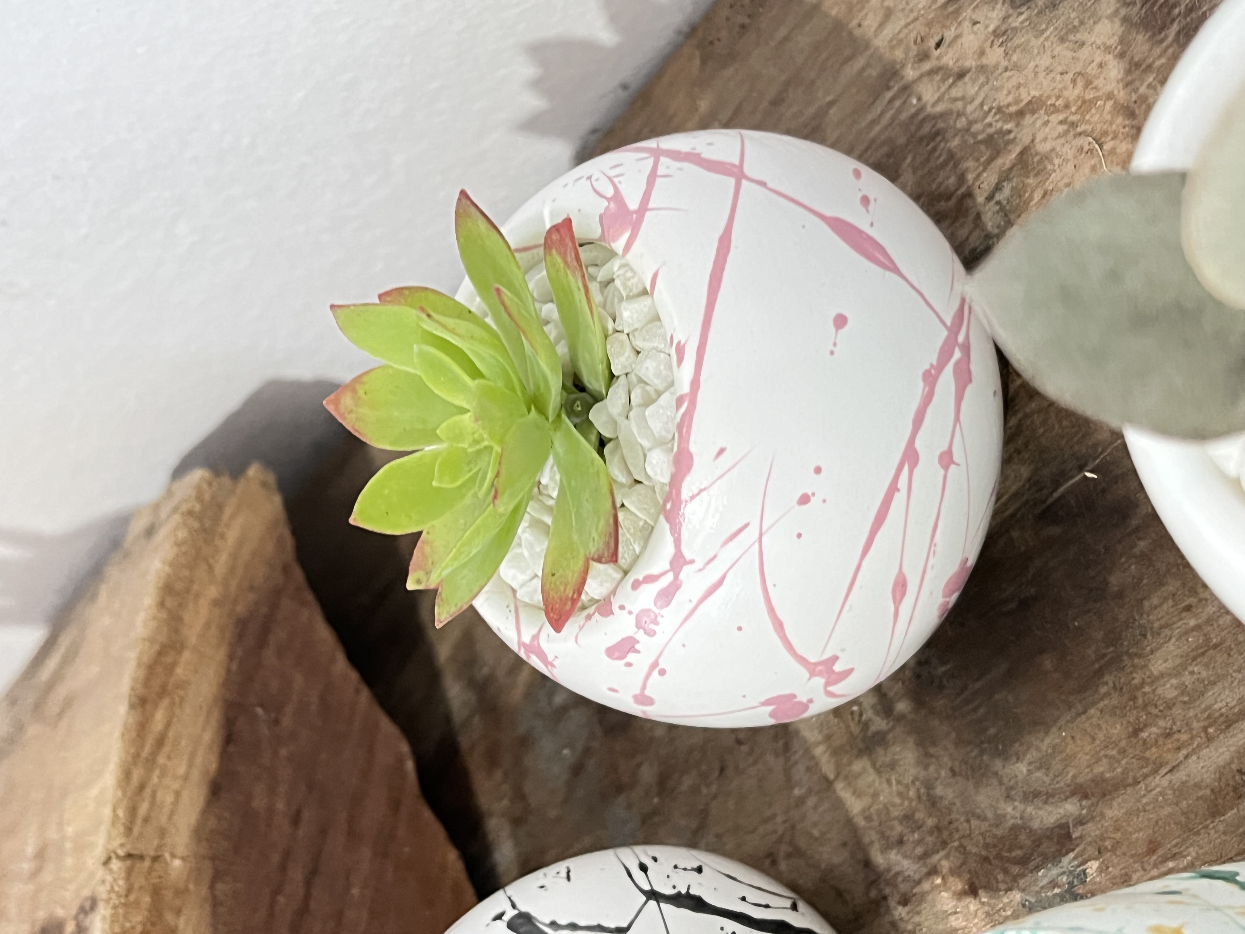 Clarita con suculentas (splatter)