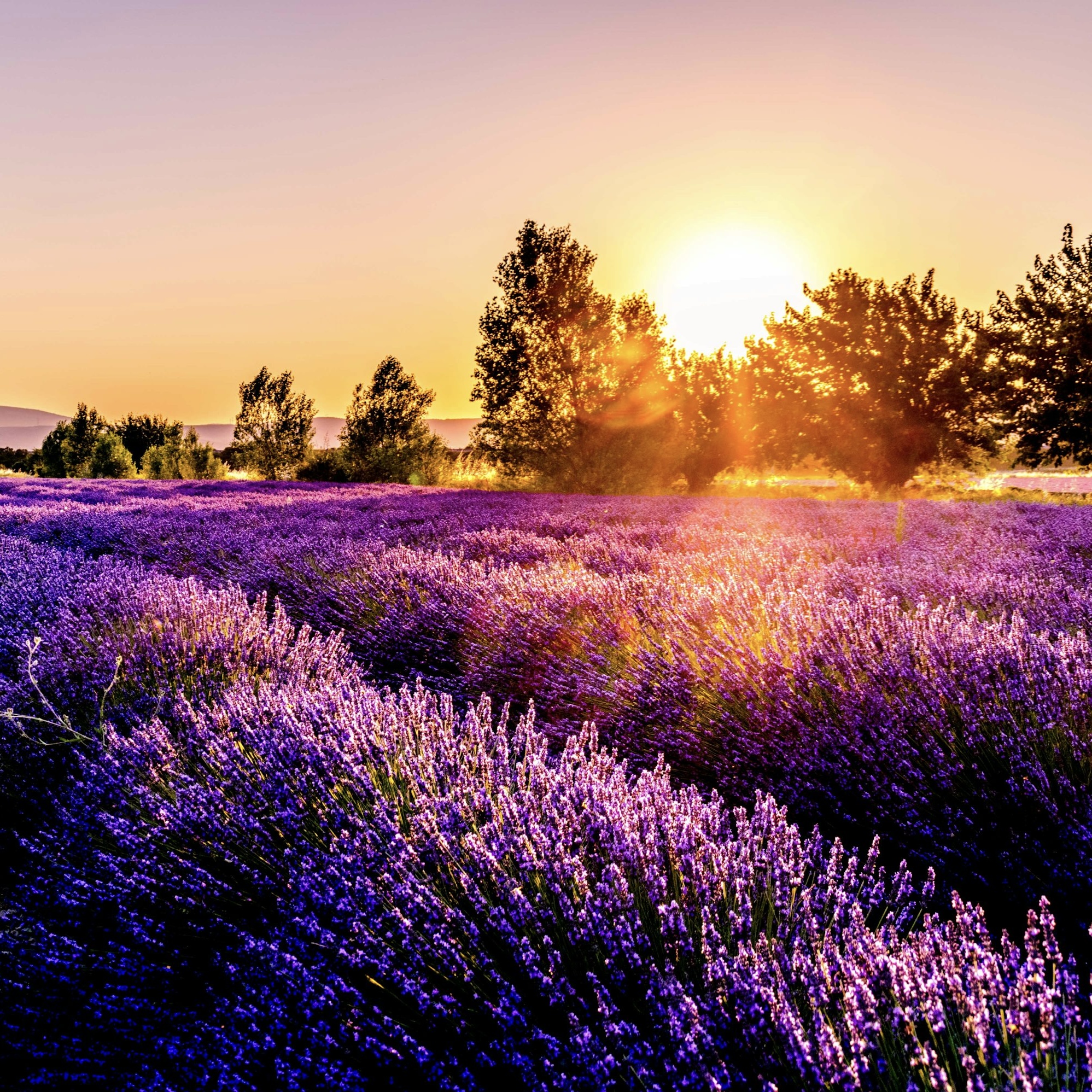 Esencia Lavanda Inglesa