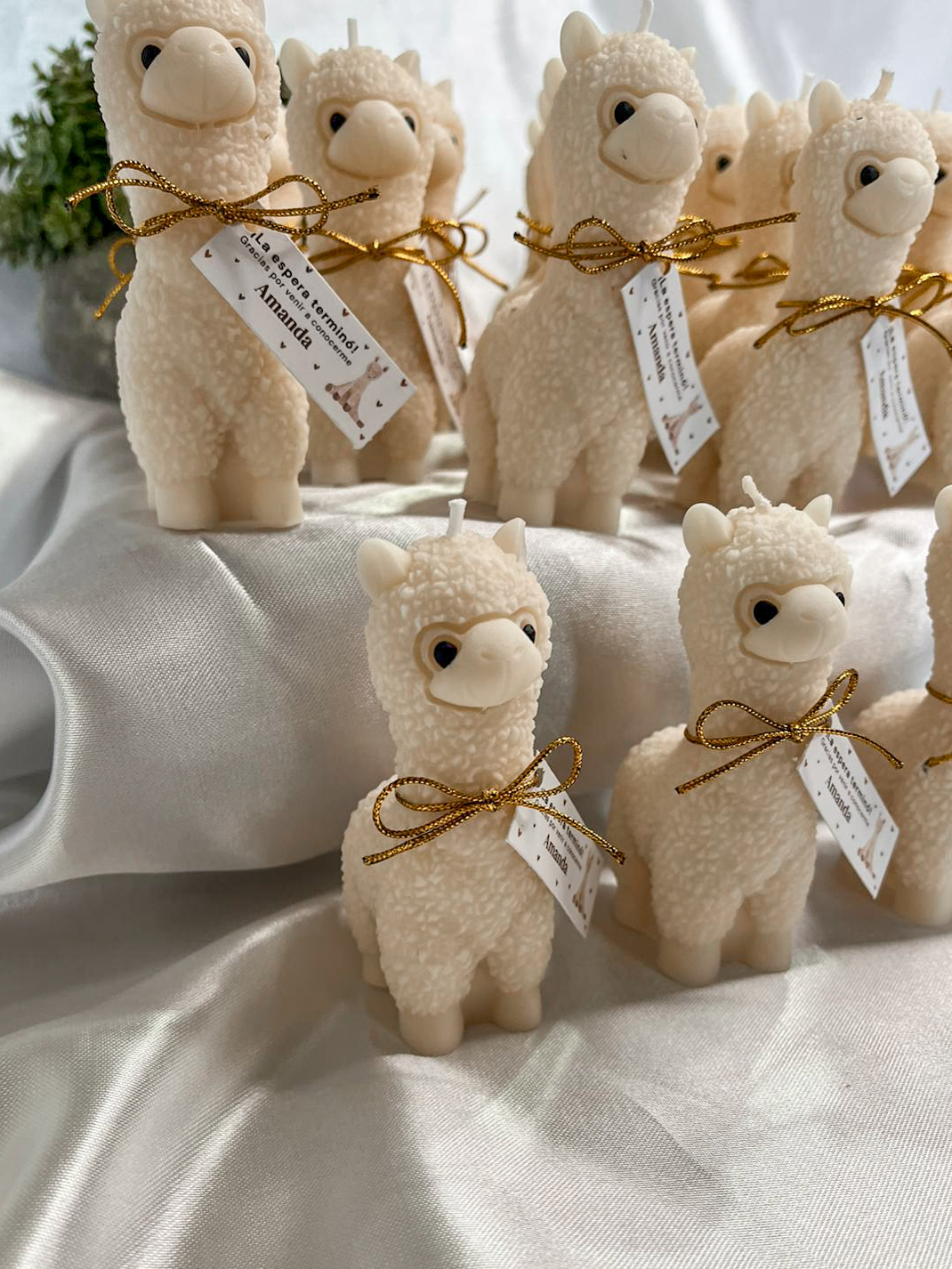 Vela Alpaca #4