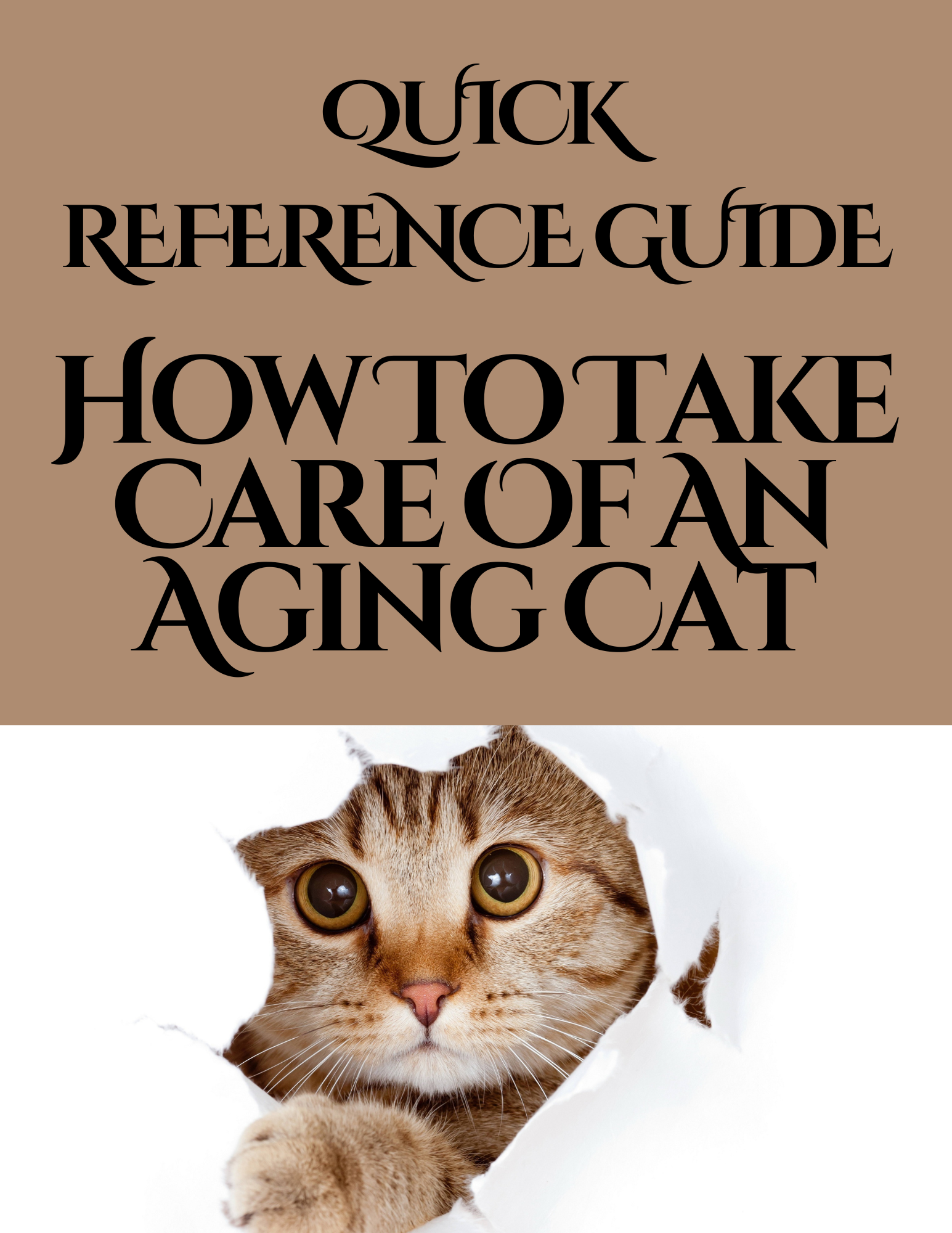 How To Take Care Of An Aging Cat