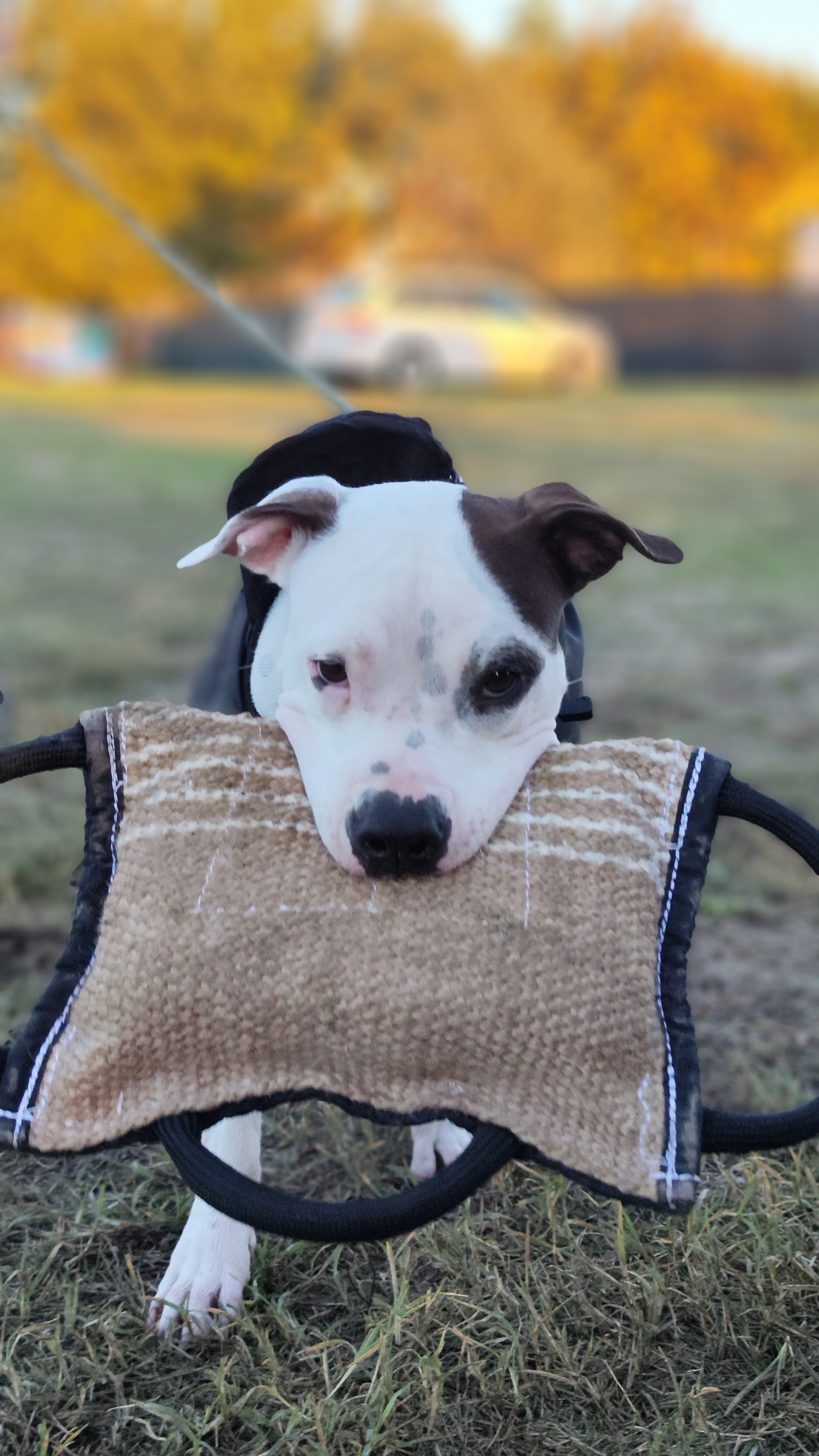 Pagalvė su trimis rankenomis