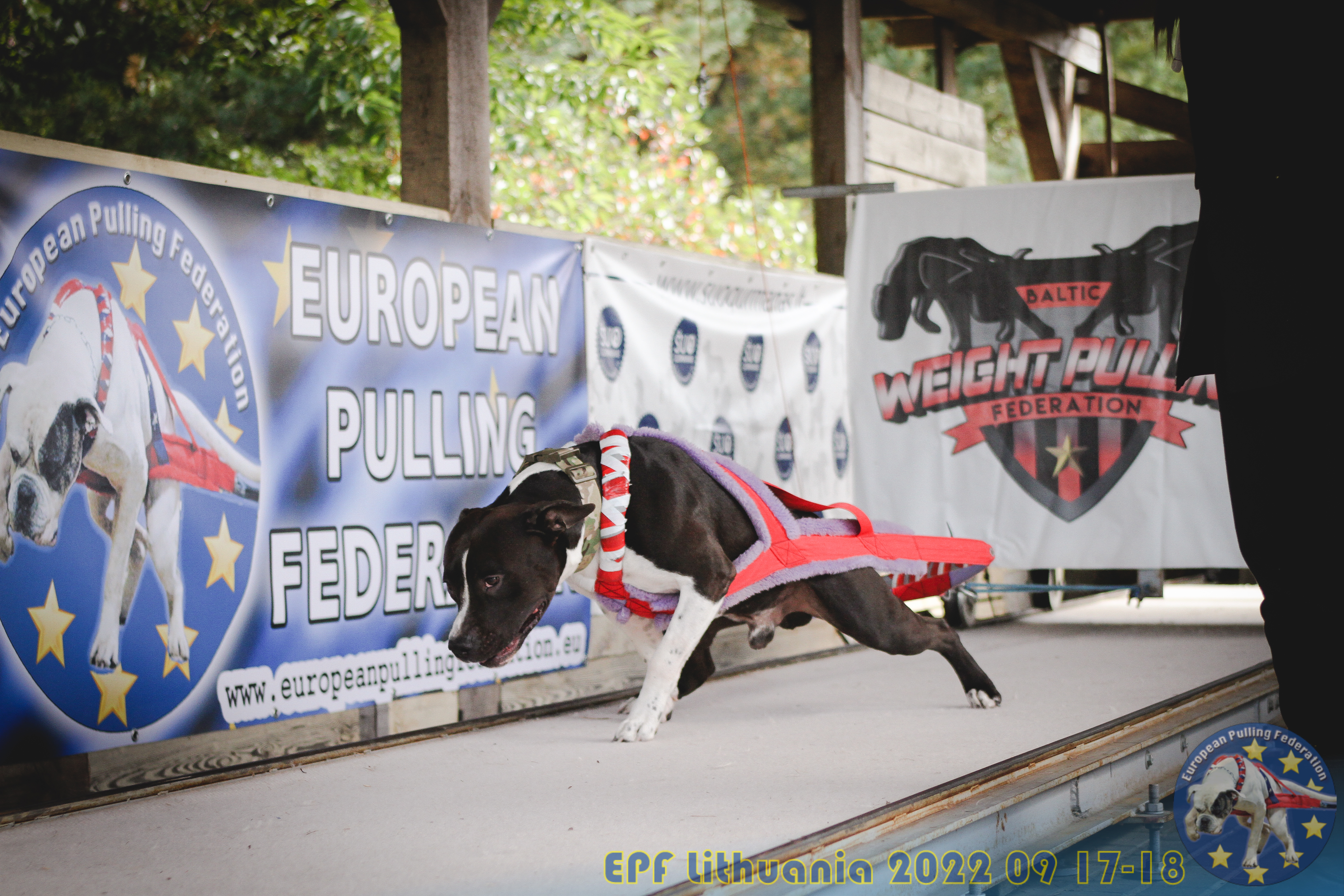 Svorio tempimo petnešos