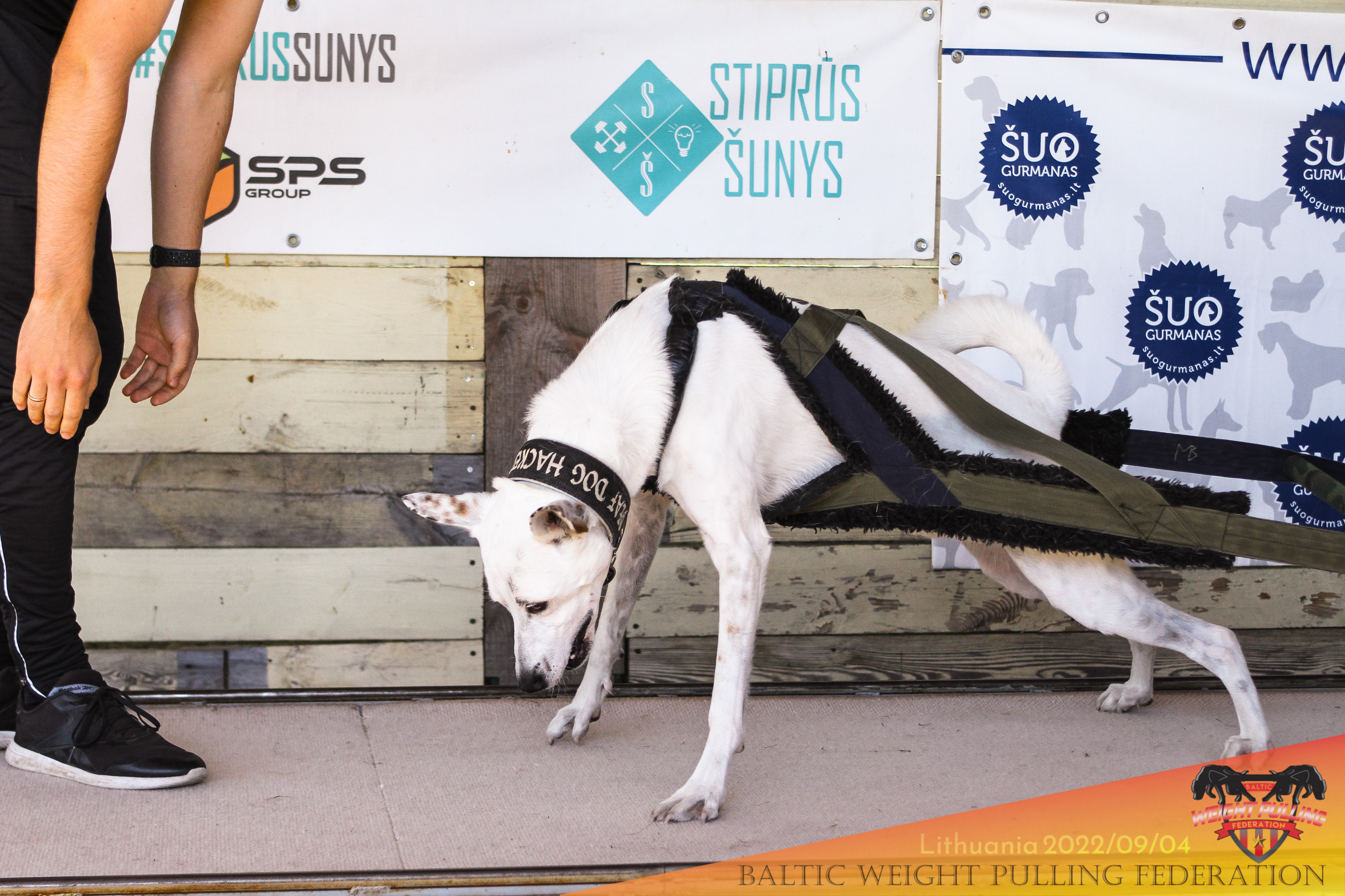 Svorio tempimo petnešos