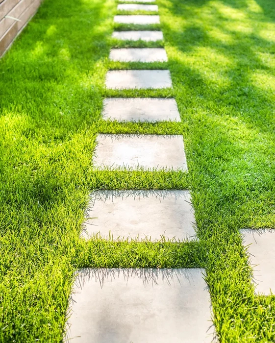 Premium Mexican Lawn Grass