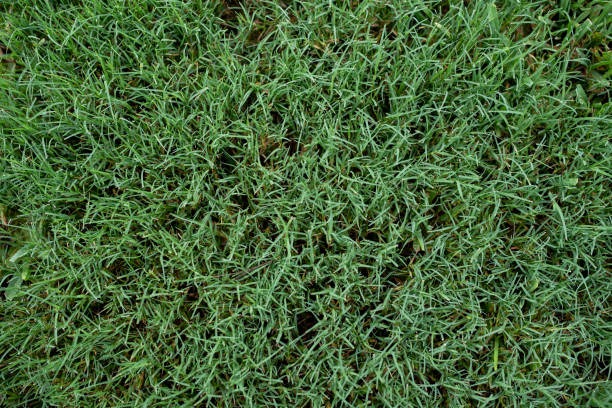 Premium Bermuda Grass